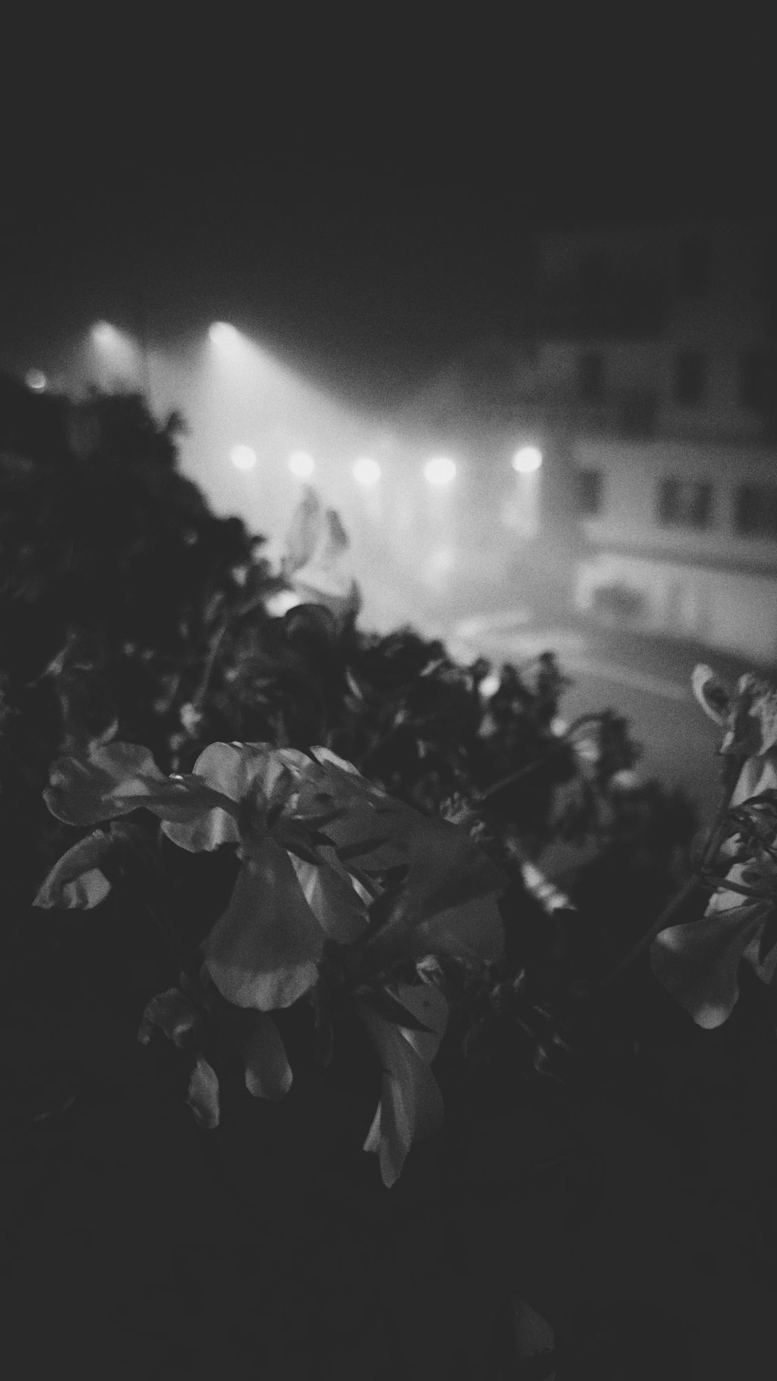 Monochrome blossoms in front of a nocturnal street scene, including a mountain house and lanterns shedding light in hazy air.