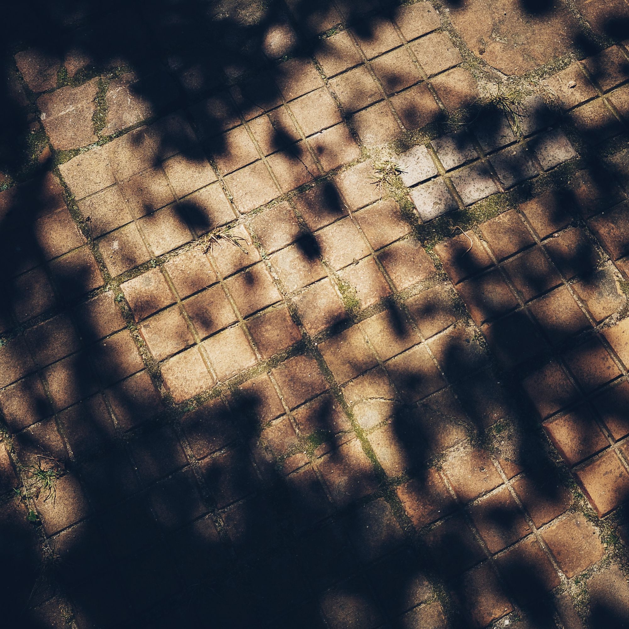 Shadows of leaves on old stones.