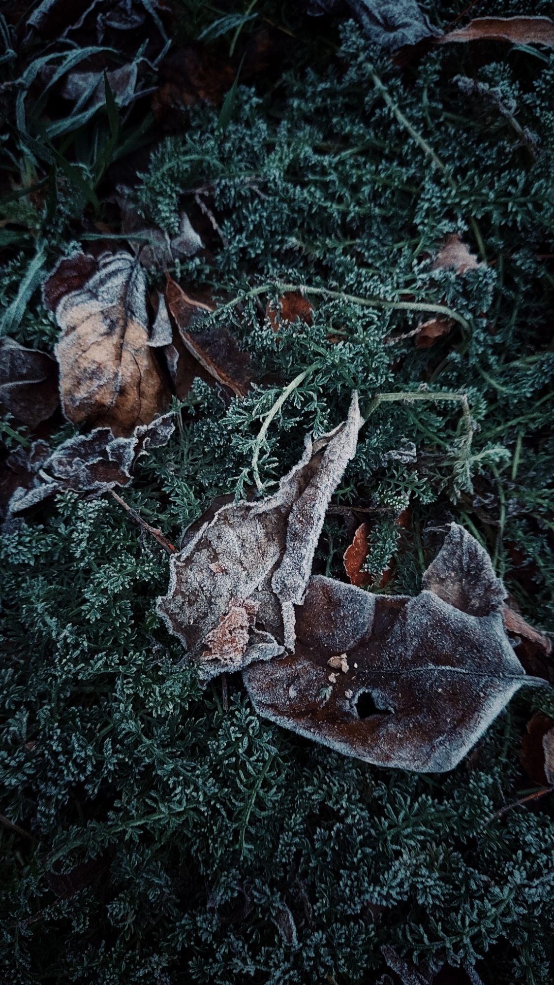 Frozen leaves on green plants.