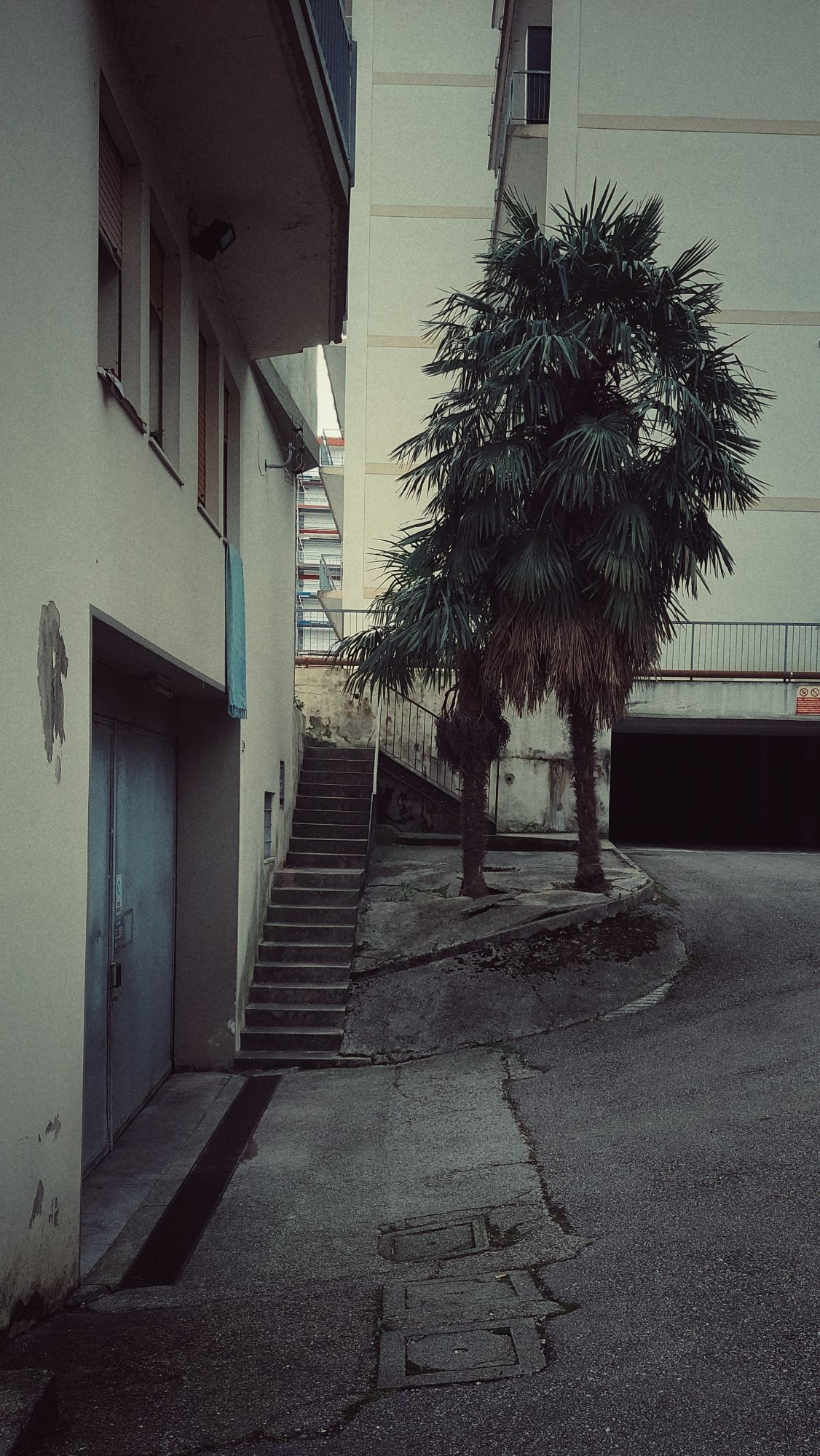 Backyard of an appartment house. Concrete ground, two trees breaking through somehow. 