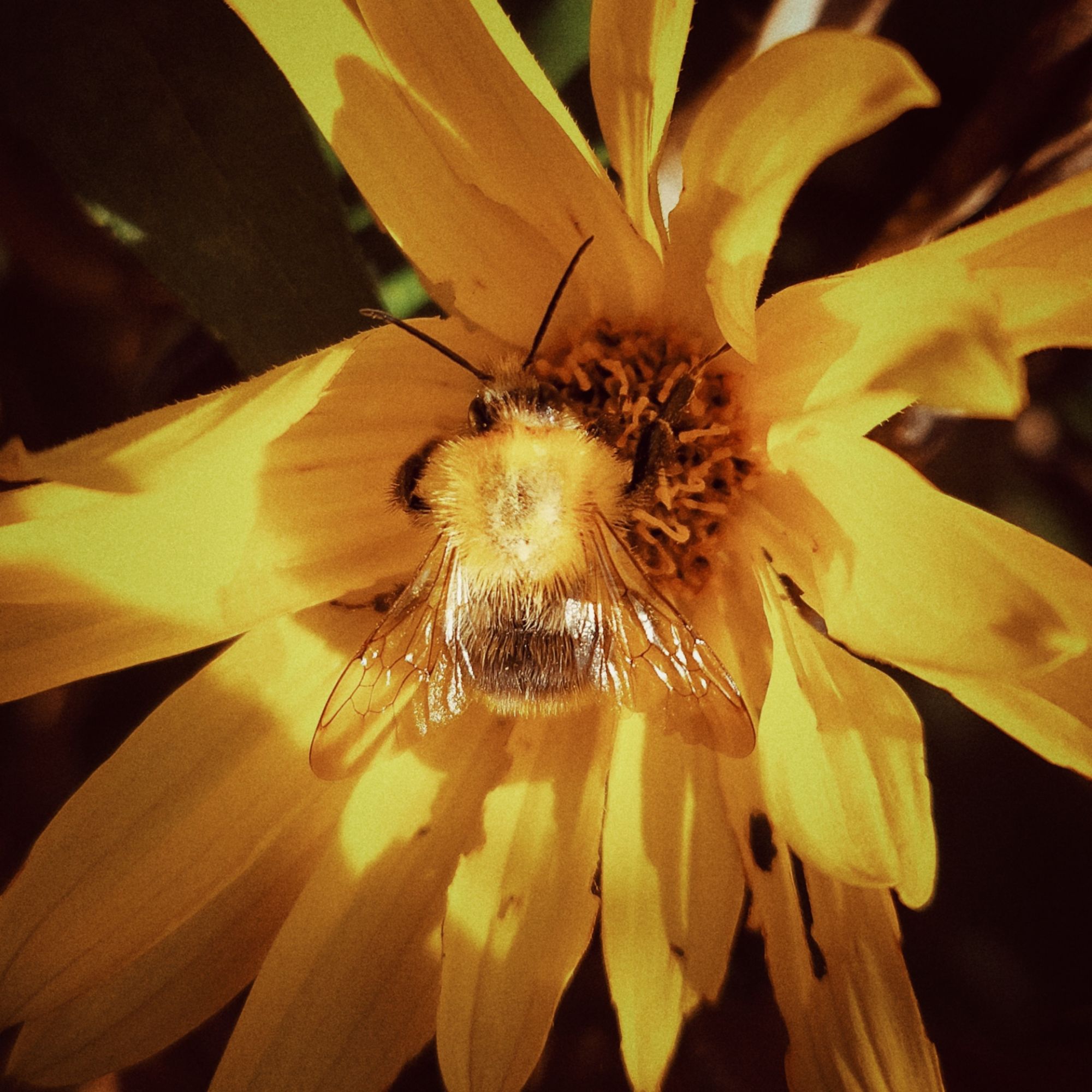 Biene in gelber Blüte, Nahaufnahme. 