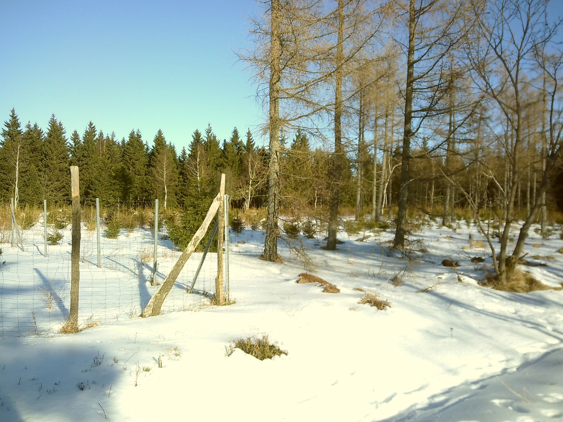 A light wintry forest and a fence protecting young trees.