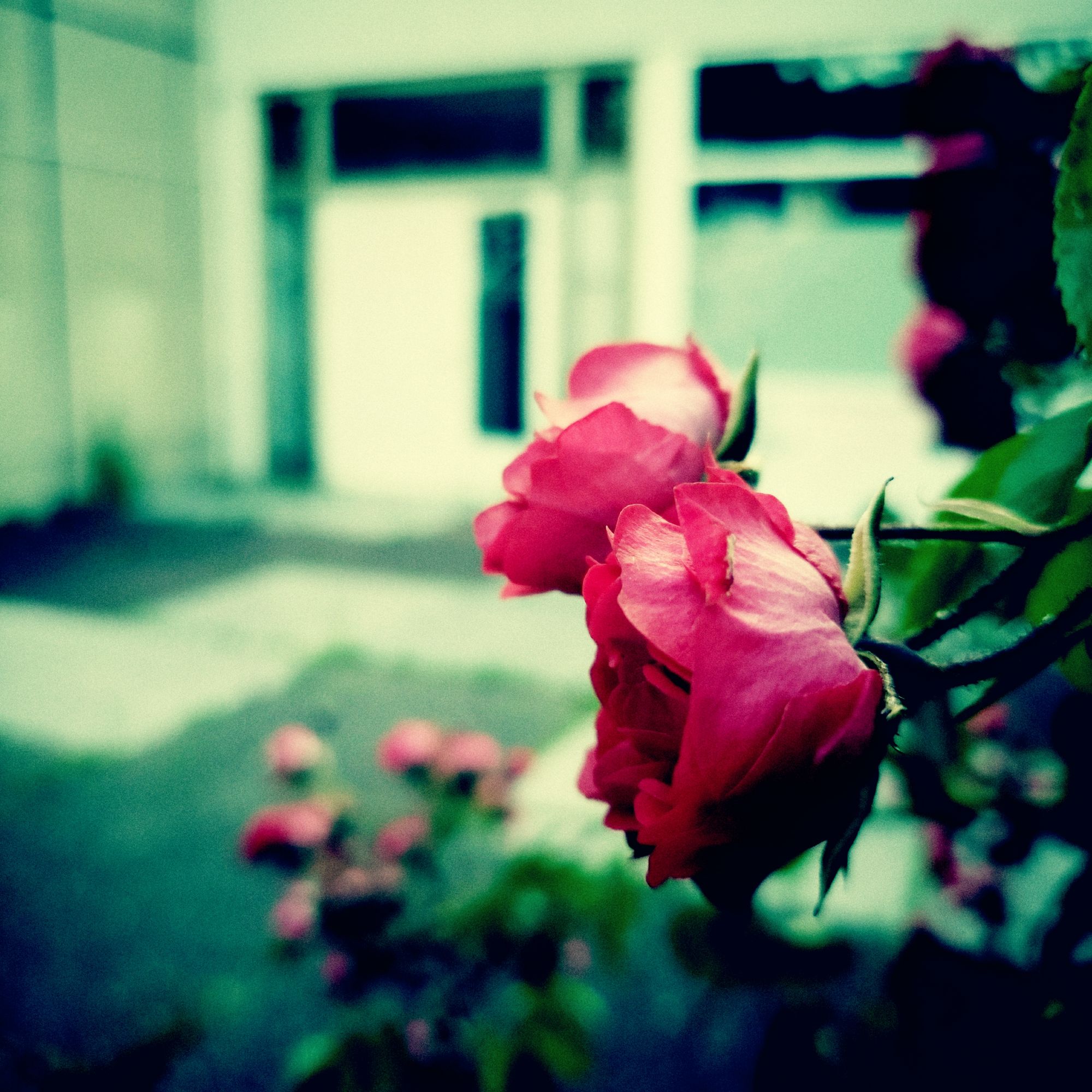 Rote Rosenblüten vor der Front eines alten Gebäudes. Lomo-Effekt.