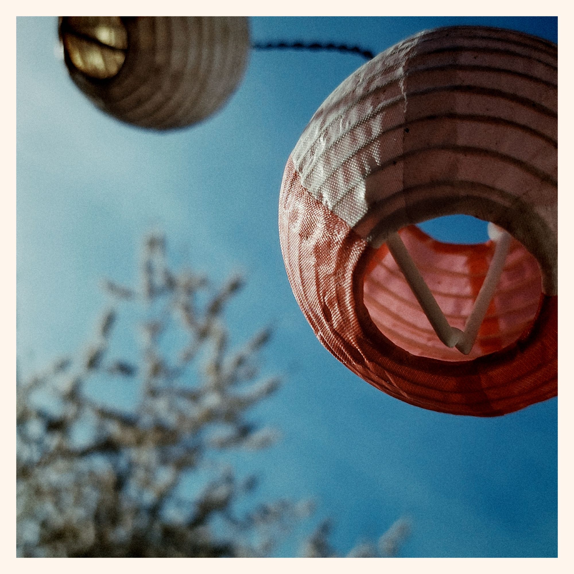 Blue clear sky above cherry tree and small lanterns, connected by a thin electric wire.