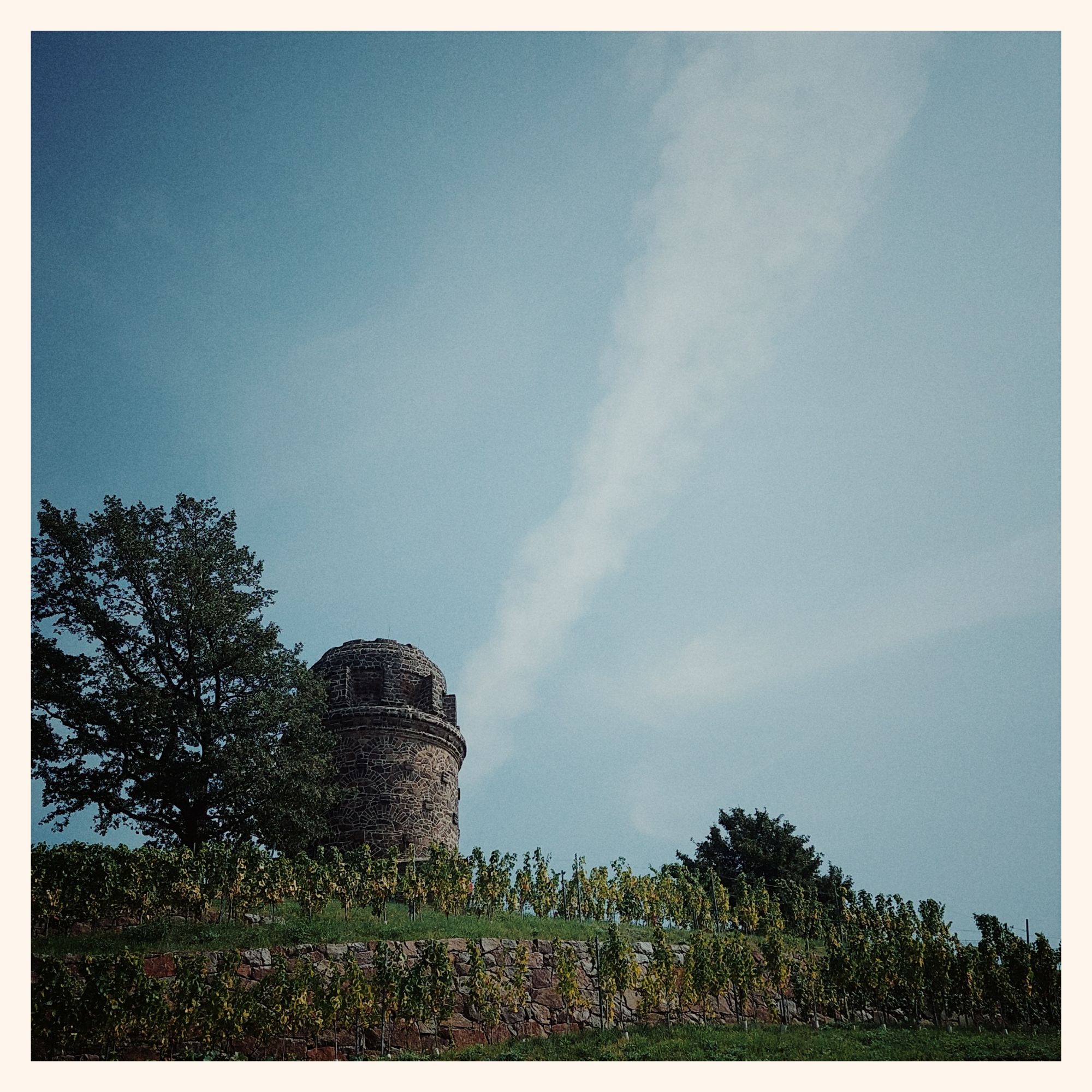 A thin cloud on blue sky. A tower and vineyard below.