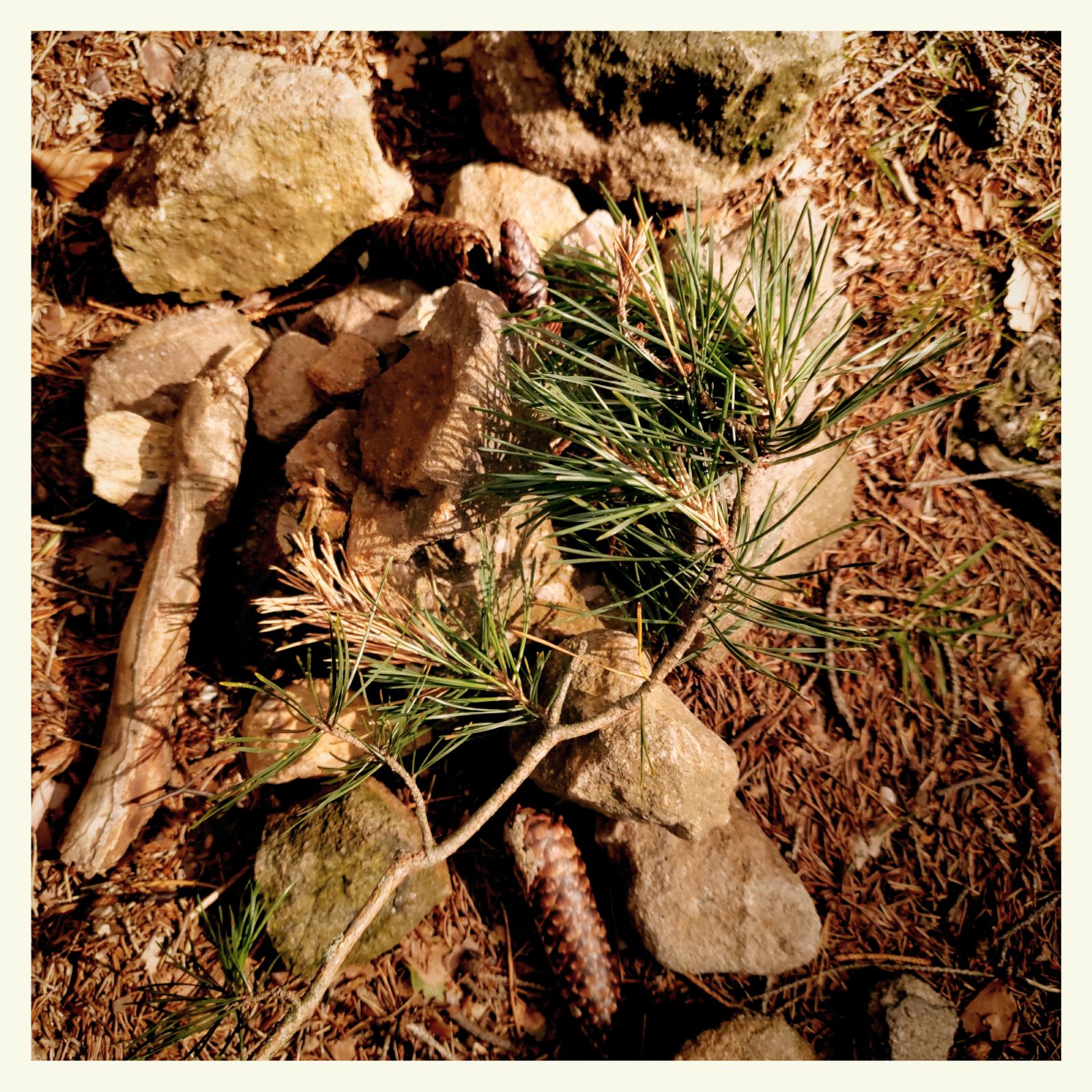 Collection: Seeds and needles of conifers, and forest stones.