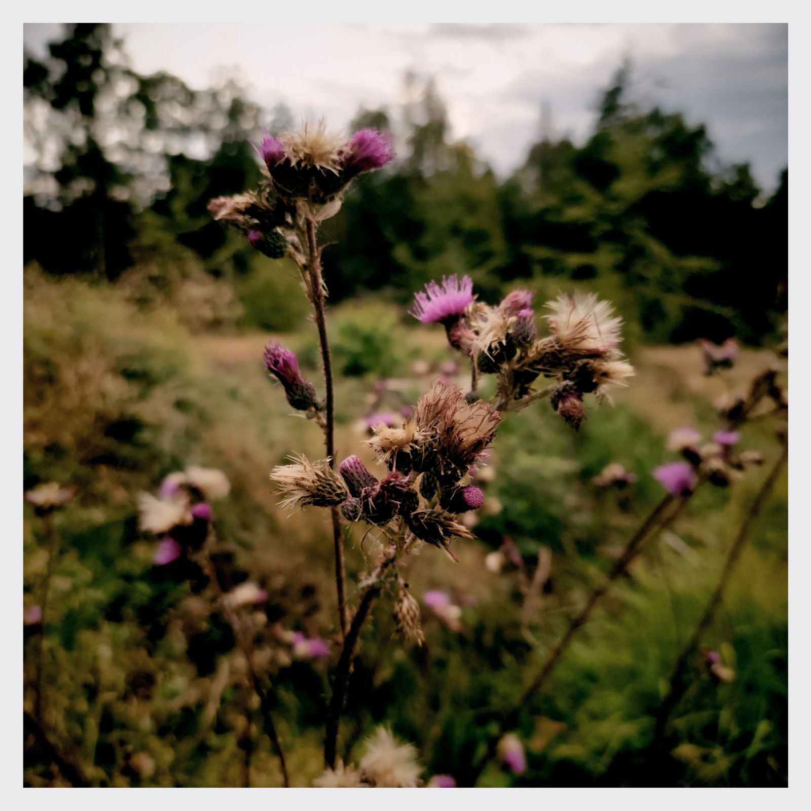 Thistles between a meadow and a forest.