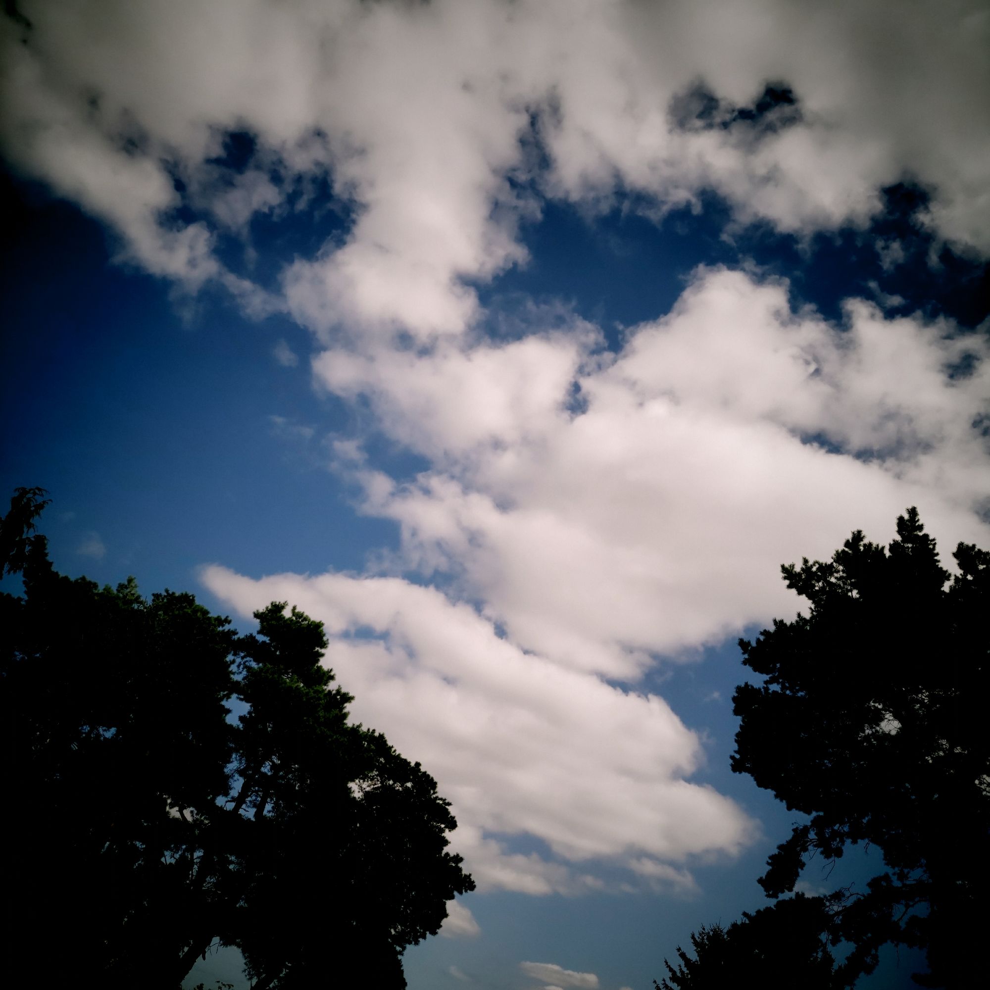 Blue sky, white clouds, black trees.
