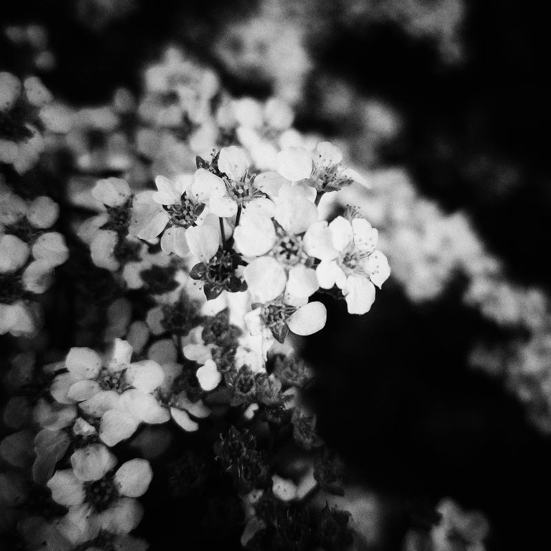 Blossoms in monochrome. Closeup.