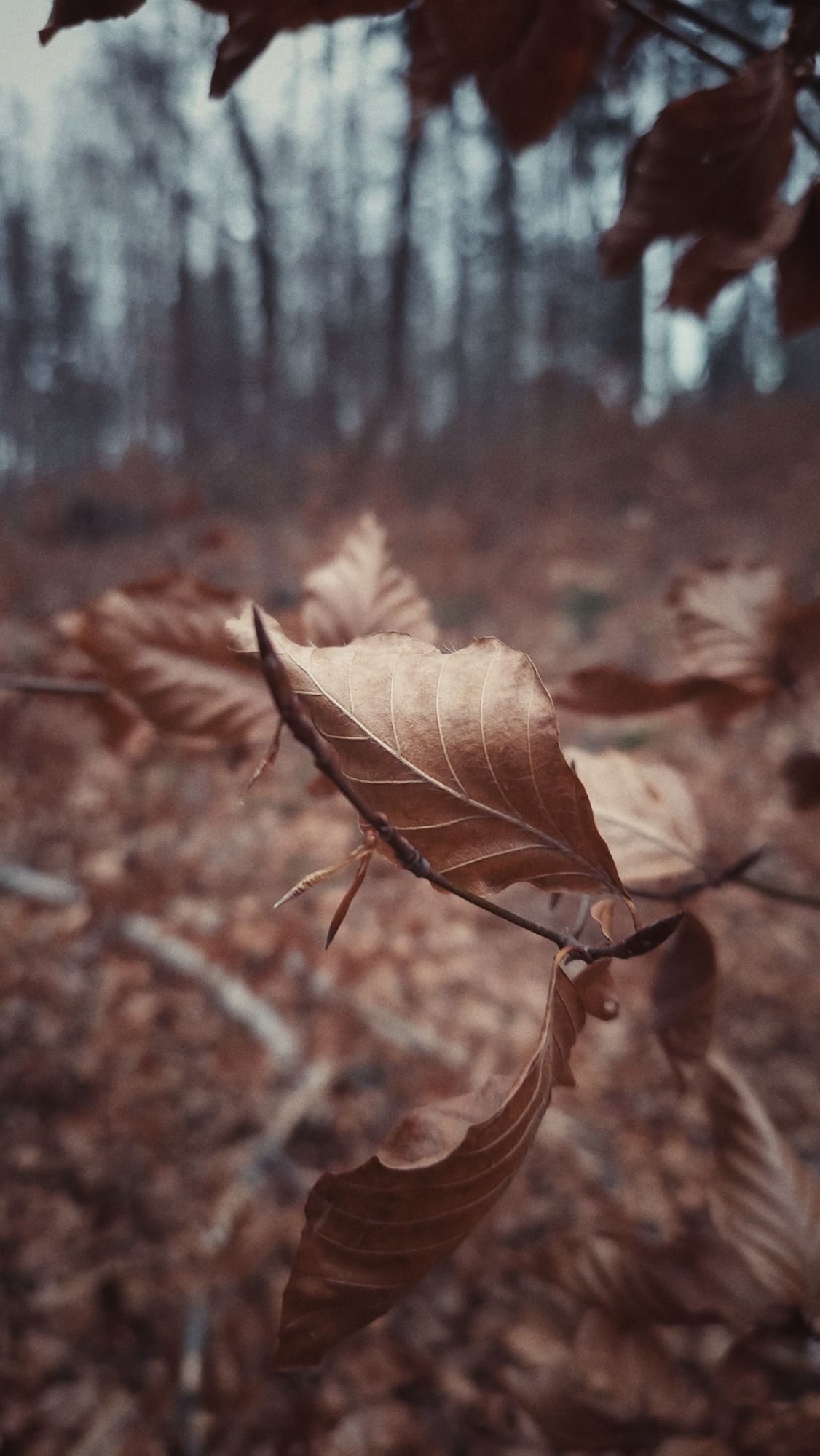 Leaves in a snowless winter forest.