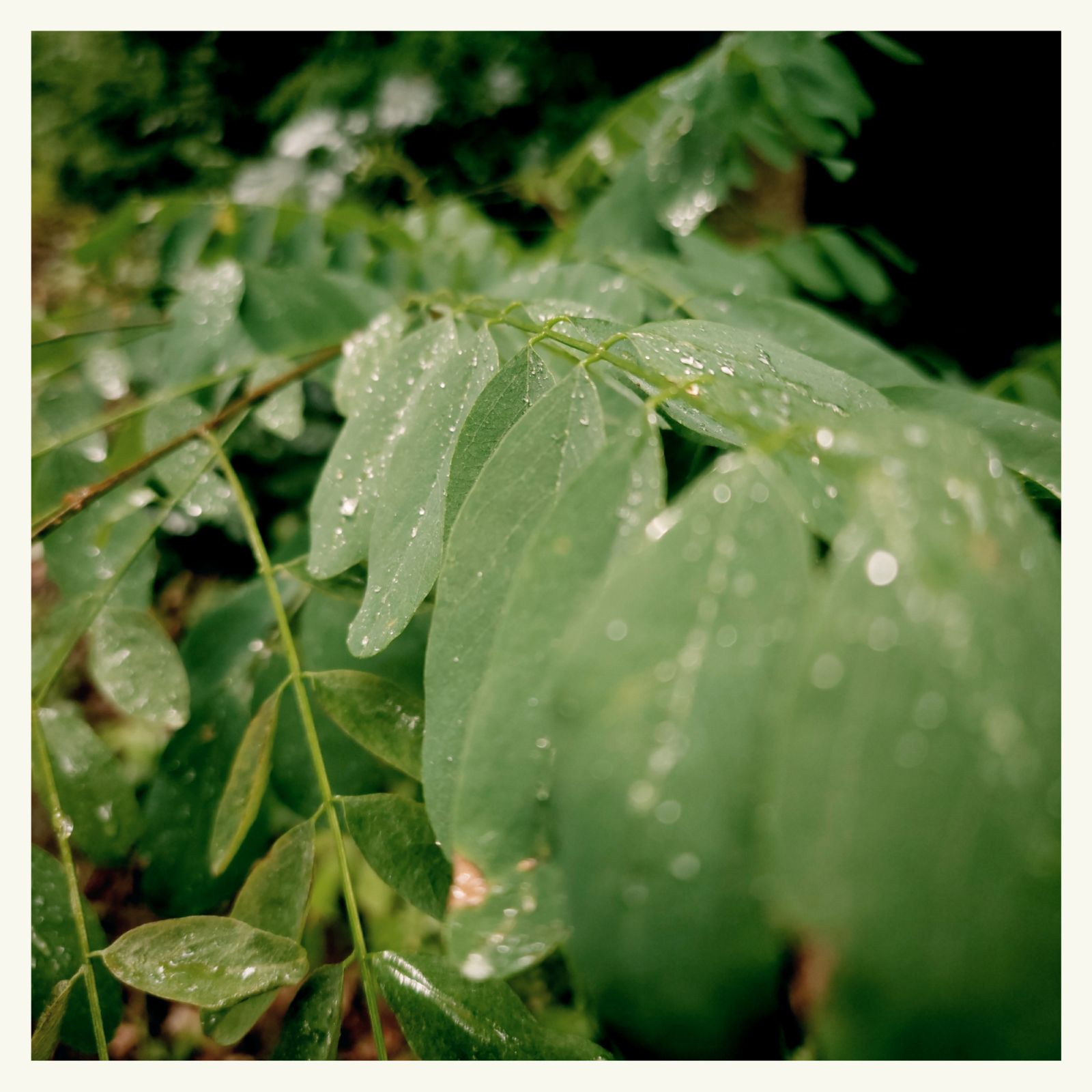 Raindrops on green leaves.