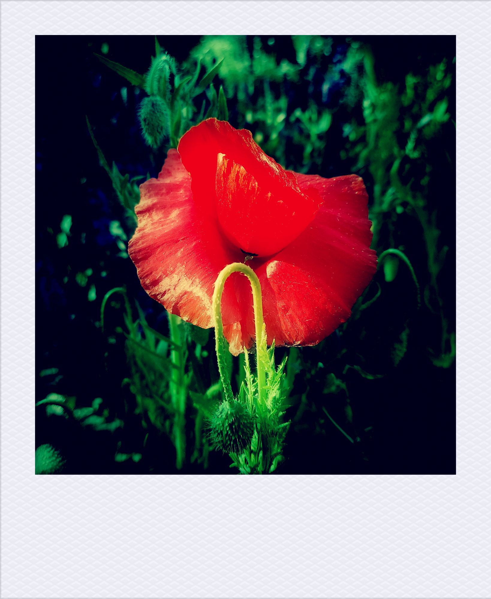 Mohnblüte im Grün.