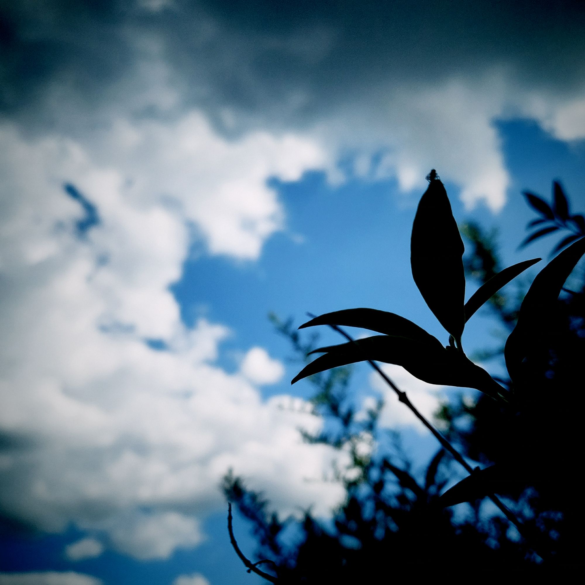 Unscharfe Wolken und blauer Himmel vor dunklen Blättern. 