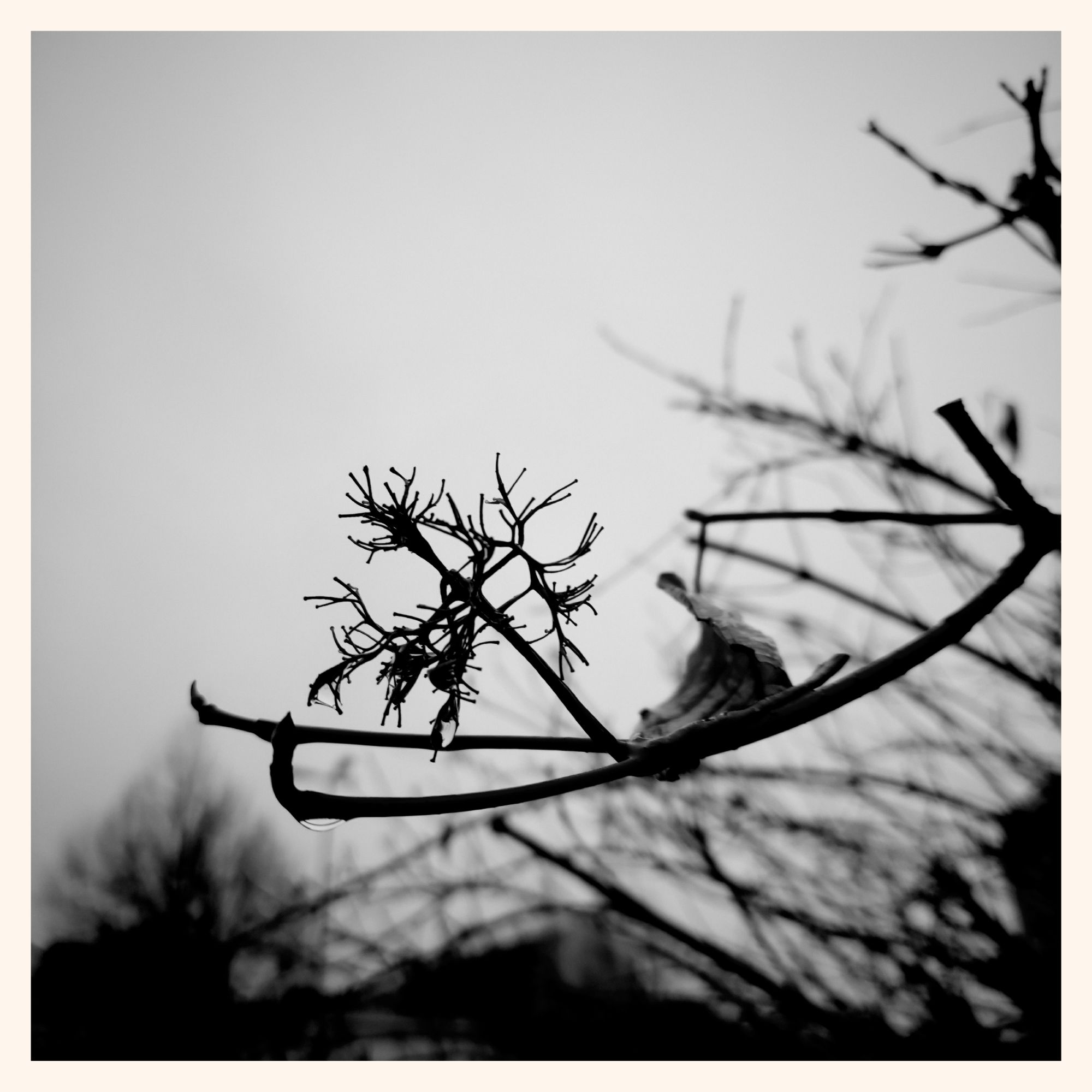 Twigs of a dried bush, closeup.