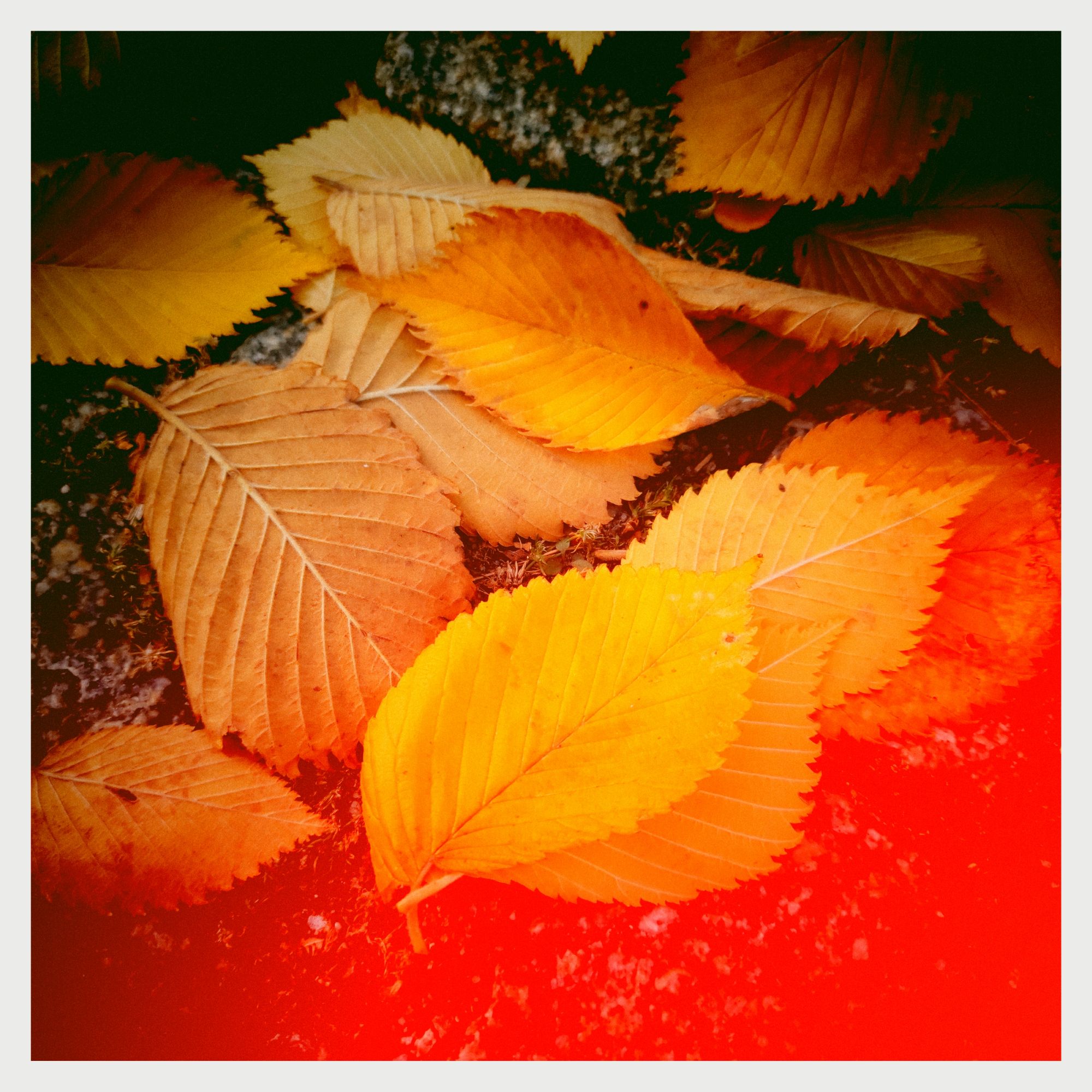 Autumn-coloured leaves on a sidewalk. 