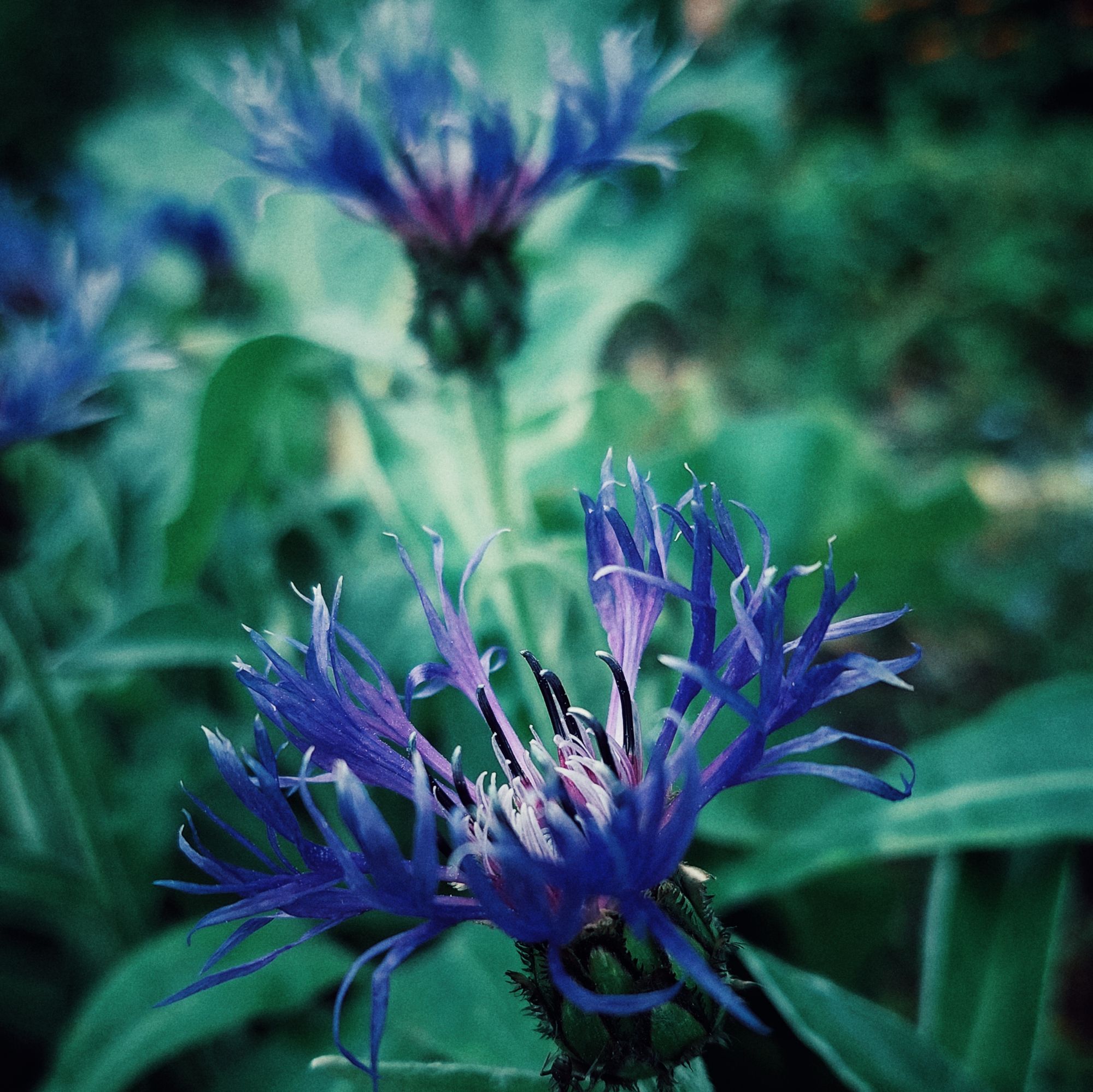 Blue flowers in a dense green environment.