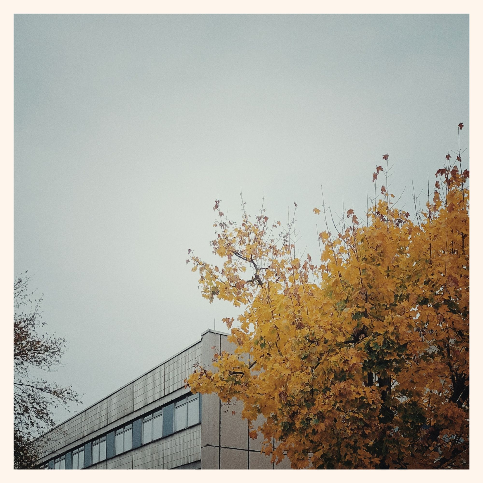 White sky above a golden autumn tree and roof and facade of a socialist modernism building.