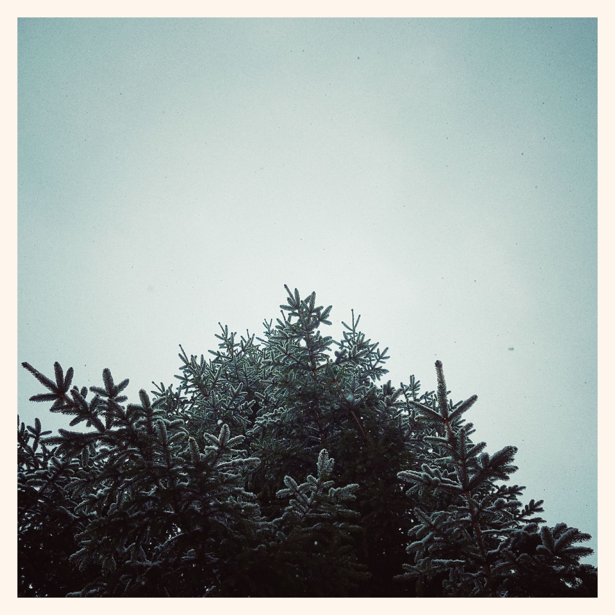 A fir tree with snow on it, and a white sky behind. Some snowflakes blurry in between.