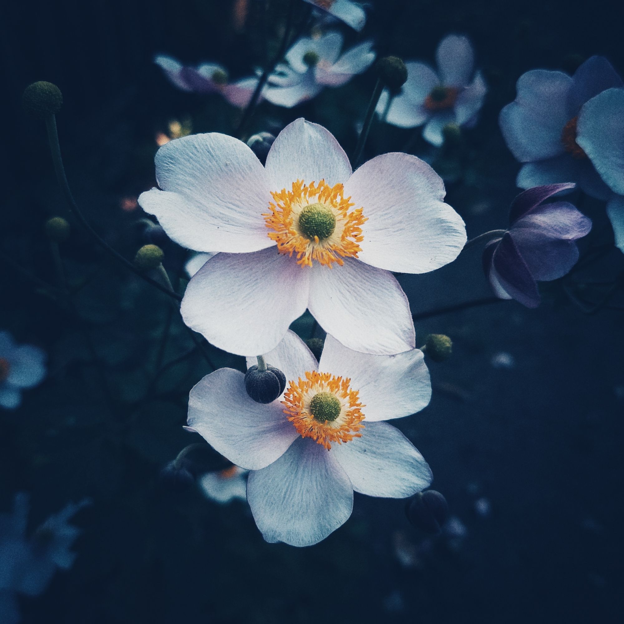 Zwei weißgelbe Blüten vor dunklem Hintergrund. 