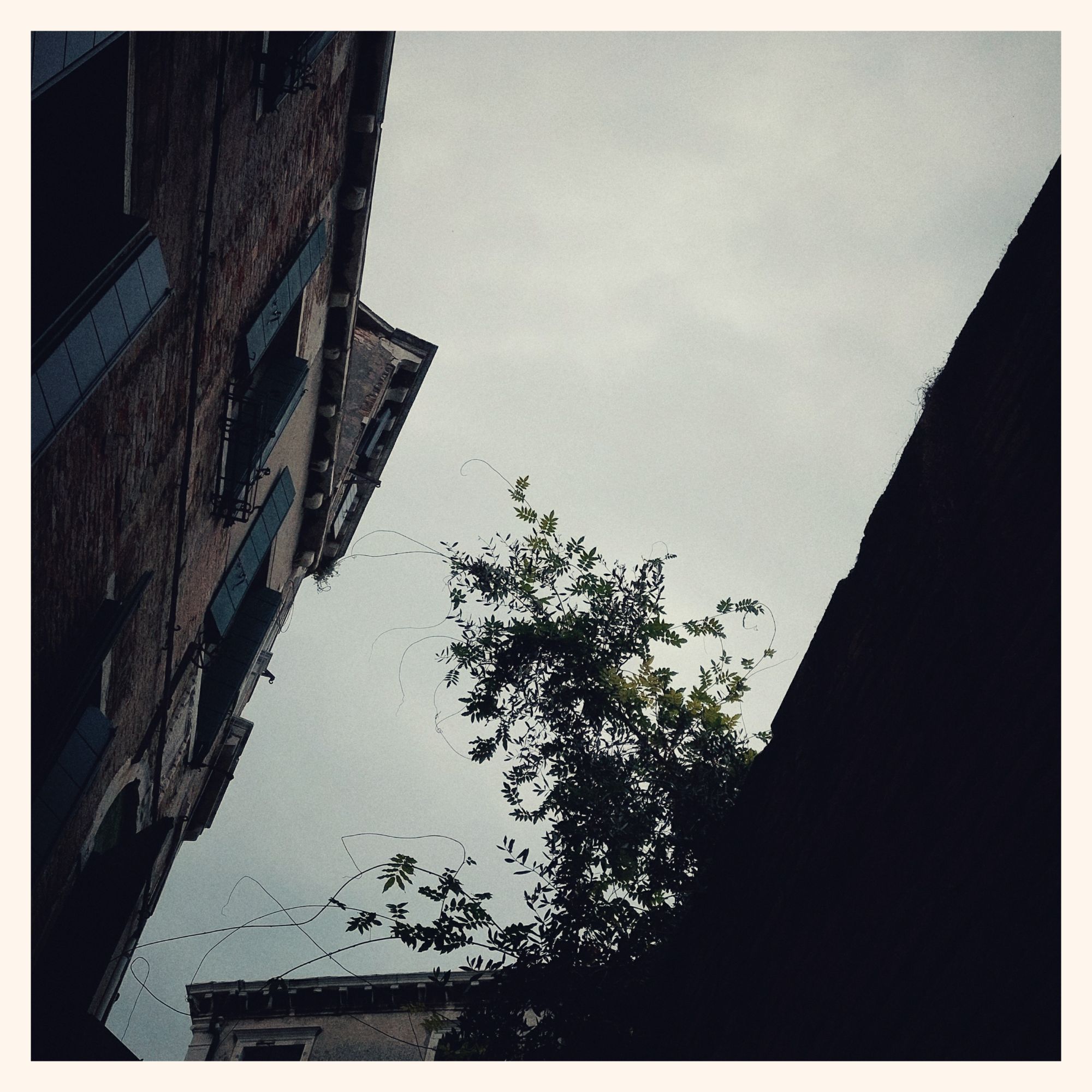 Looking up on old buildings. Top of facades, a tree, grey sky.