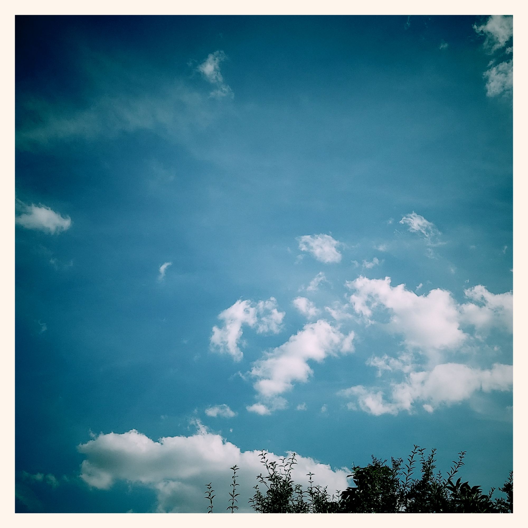 Mostly blue sky, a few light white clouds. Bushes below.