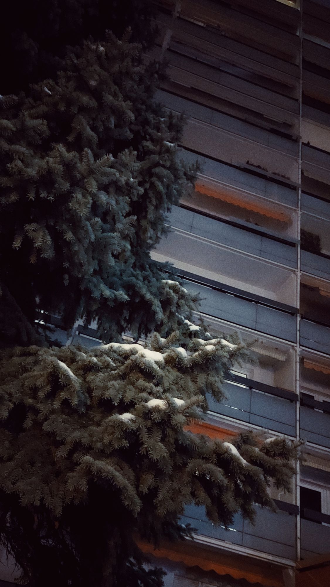 A snow-covered tree in front of balconies on a high-rise.