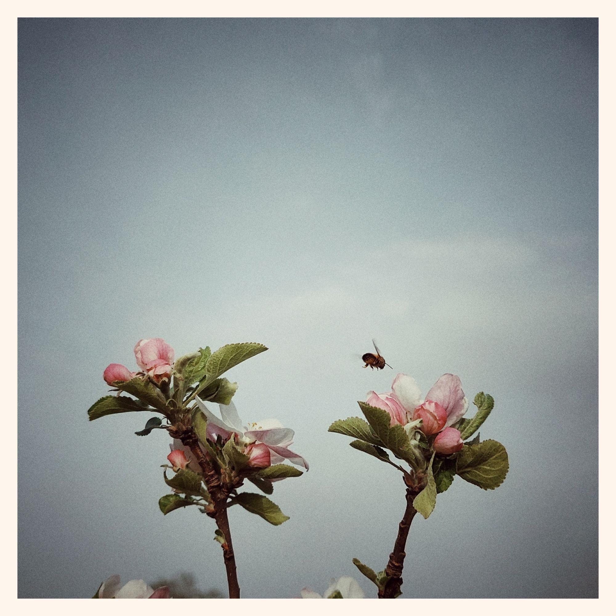 Dusty quiet skies. Grey haze. Apple blossoms. And a bee taking course.