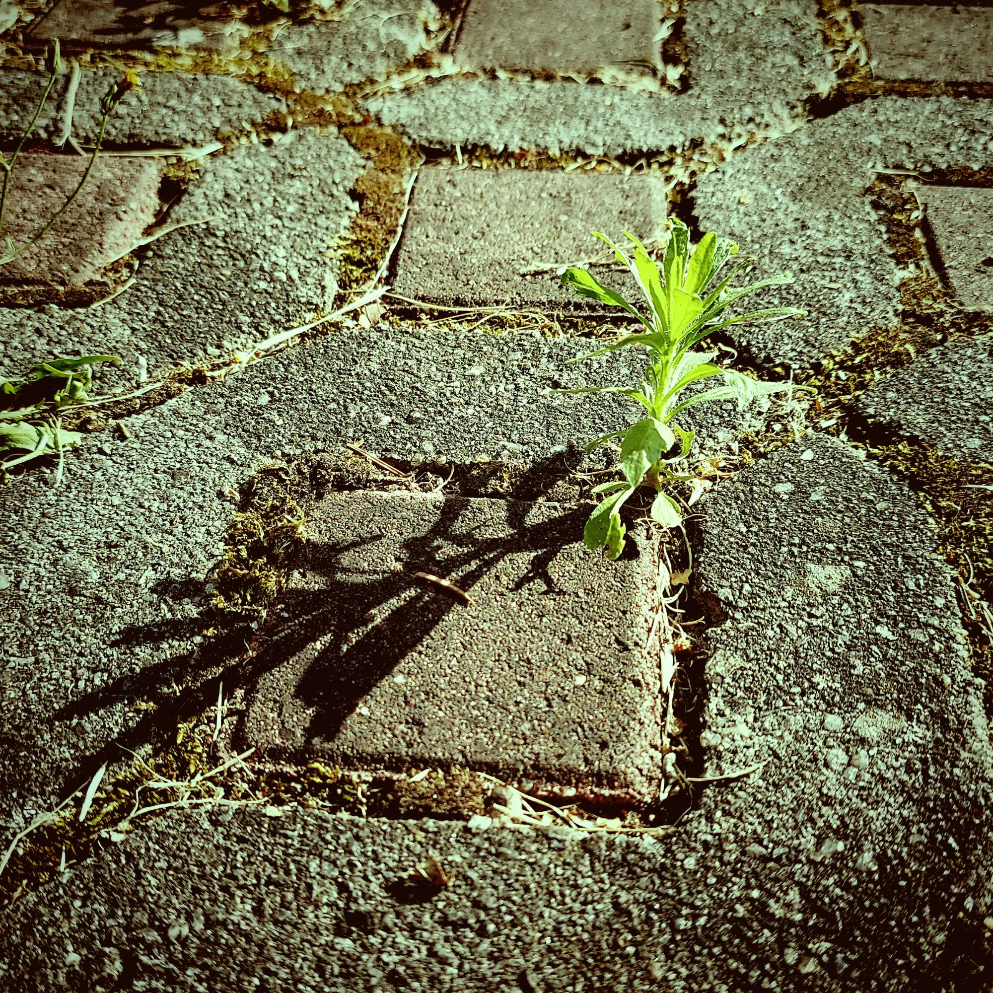 A small plant casting a long shadow across the concrete stones of a rural path.