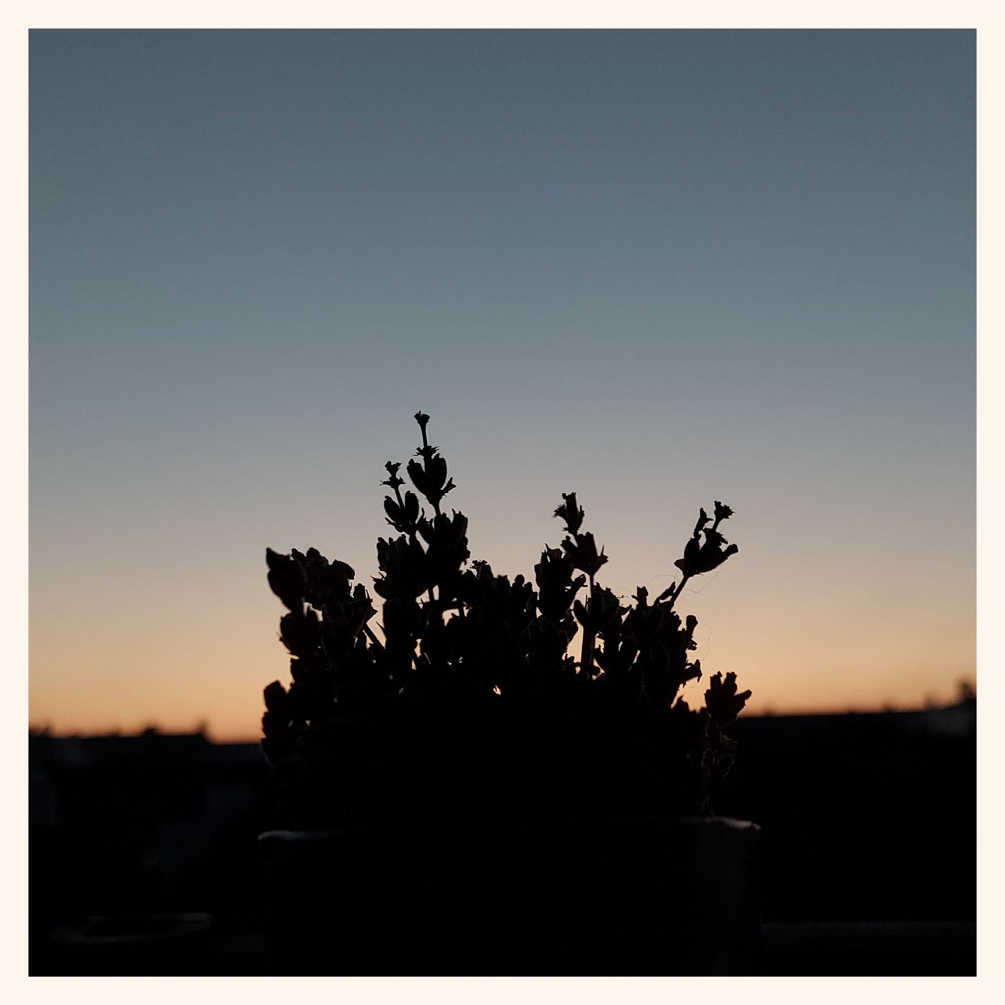 A strong silhouette of dried lavender blossoms in the foreground. Sunrise on the horizon, blurred, behind.