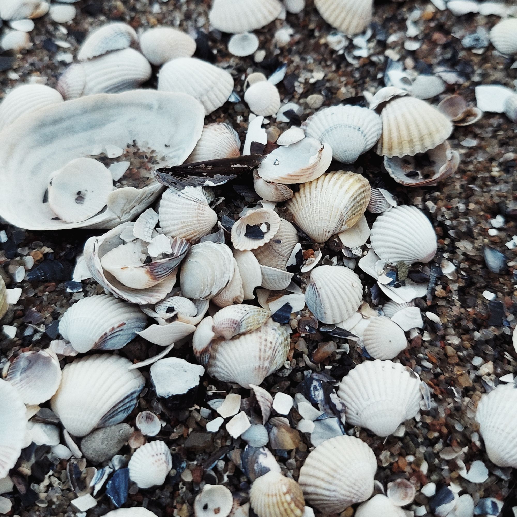 Seashells, closeup.