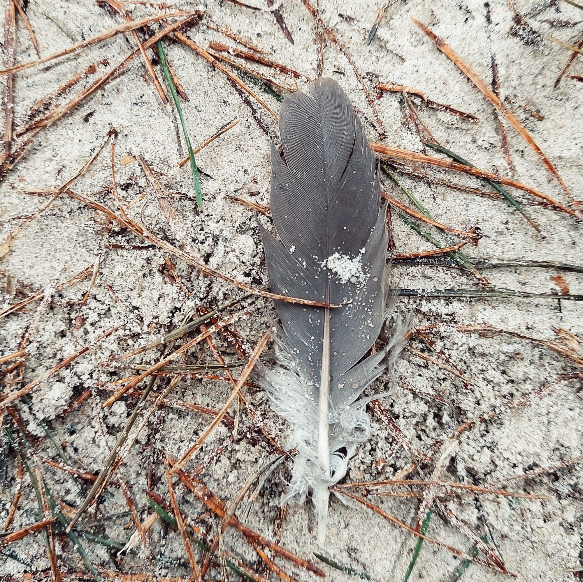 A feather on sandy ground.