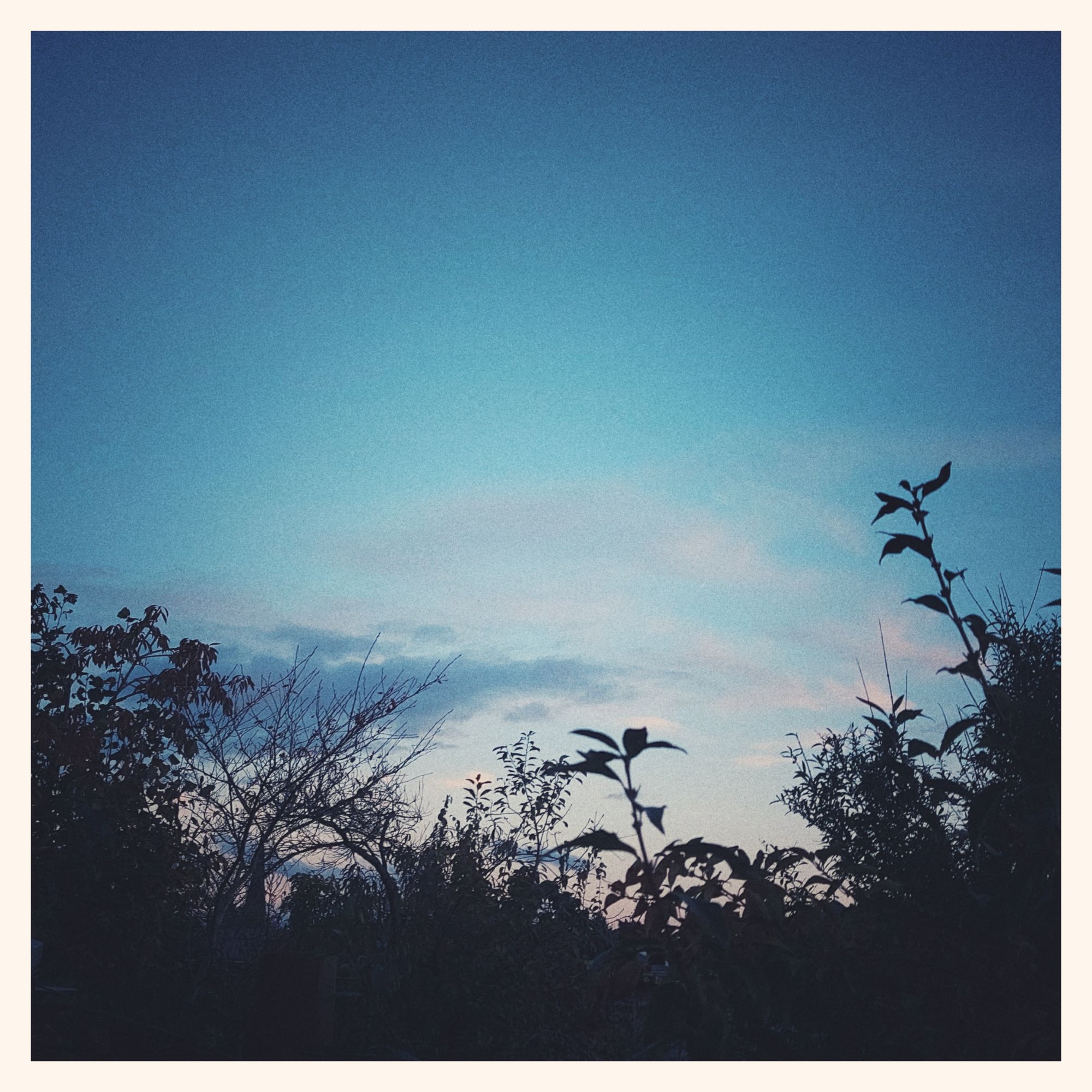 Evening dawn in soft pastel colours. A blue sky, very few clouds and silhouettes of dark bushes below.