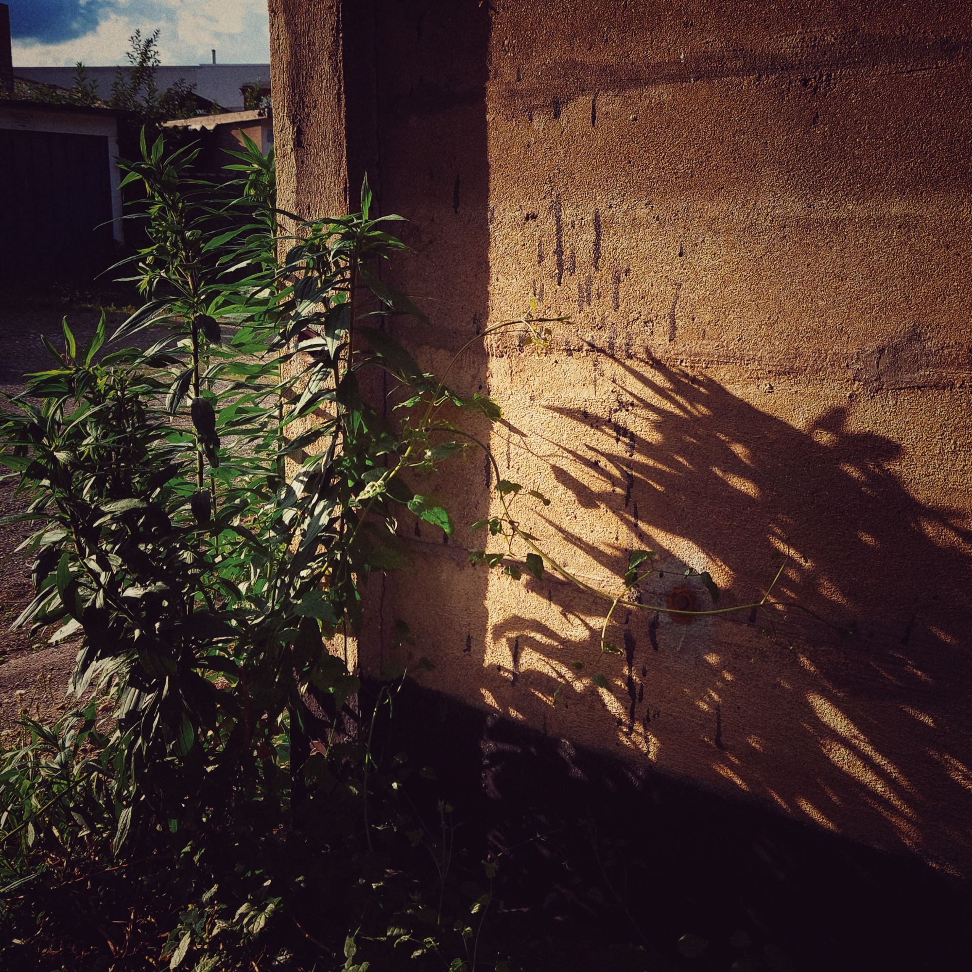 Sundown mood and light, a plant behind the corner of a house, casting sharp shadows on a brute concrete wall.