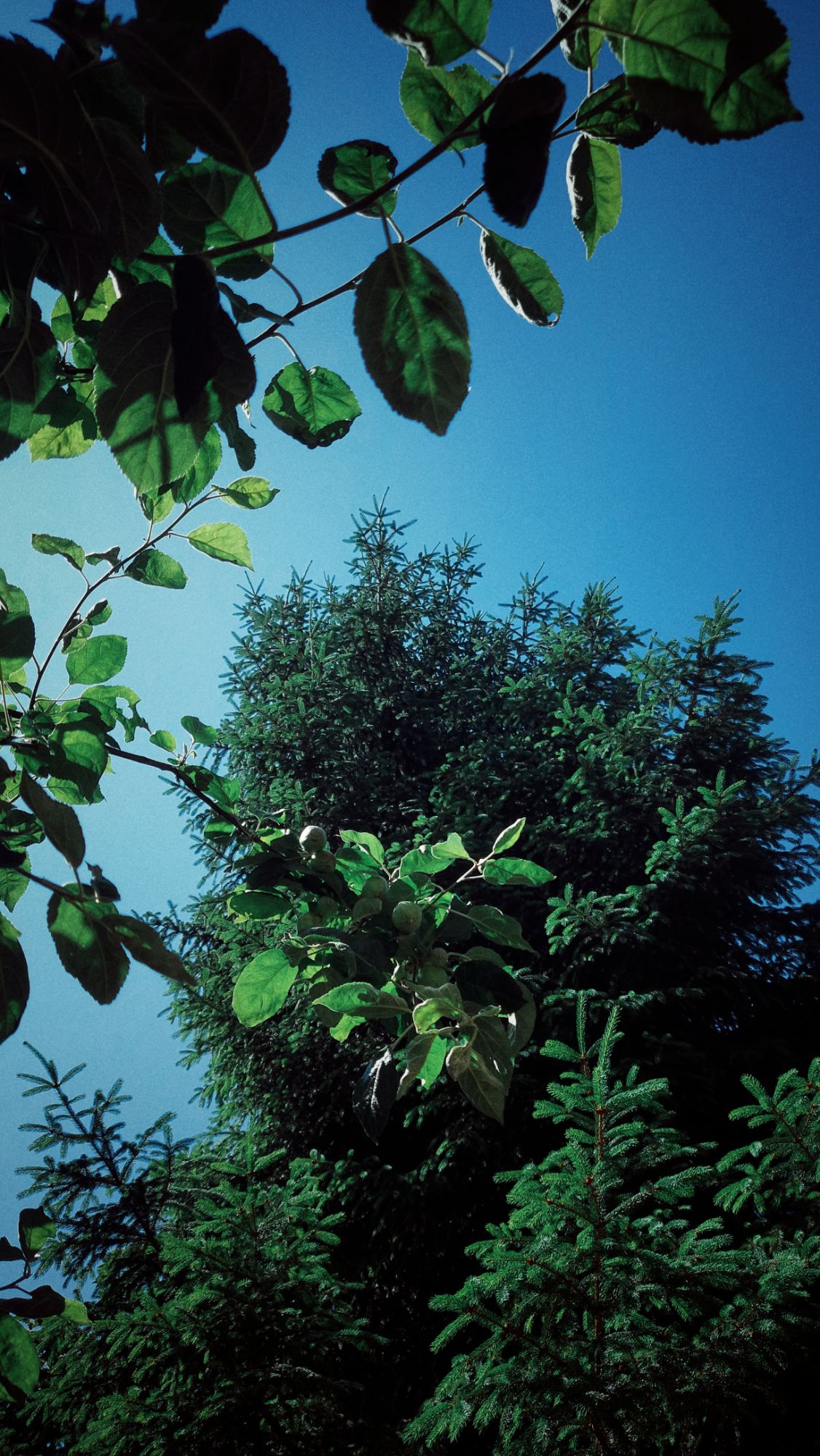Tanne und Apfelbaum von unten nach oben, darüber blauer Himmel.