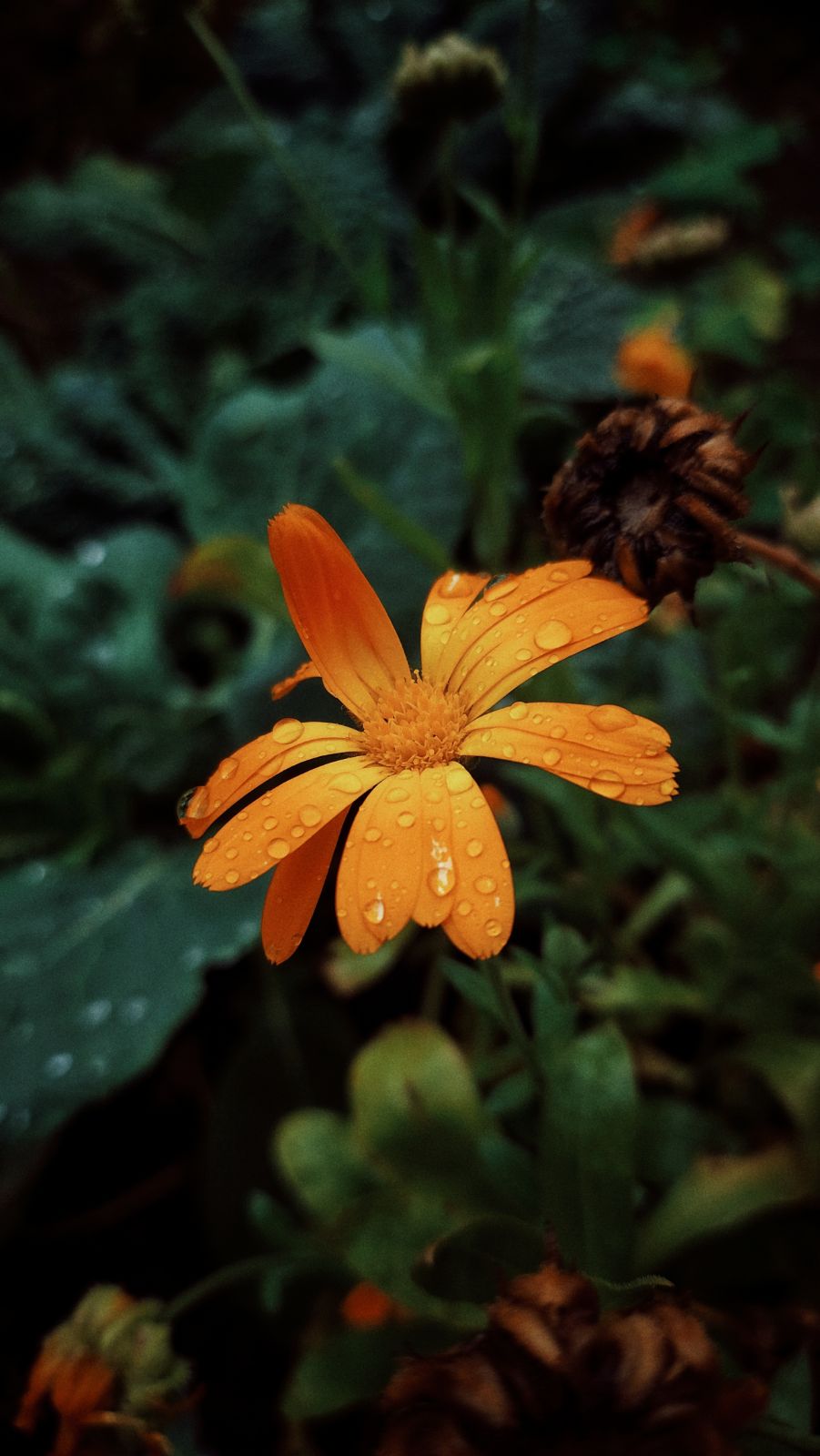 Raindrops on a yellow flower, in front of a dark green background.