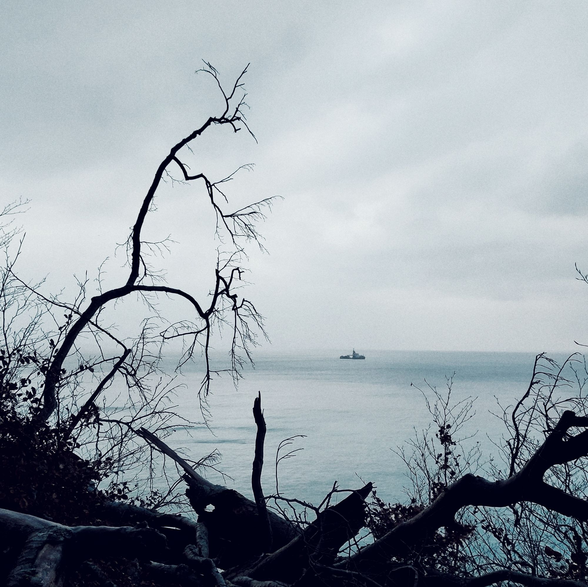 A ship on a quiet sea, behind a dark shoreline and old trees.
