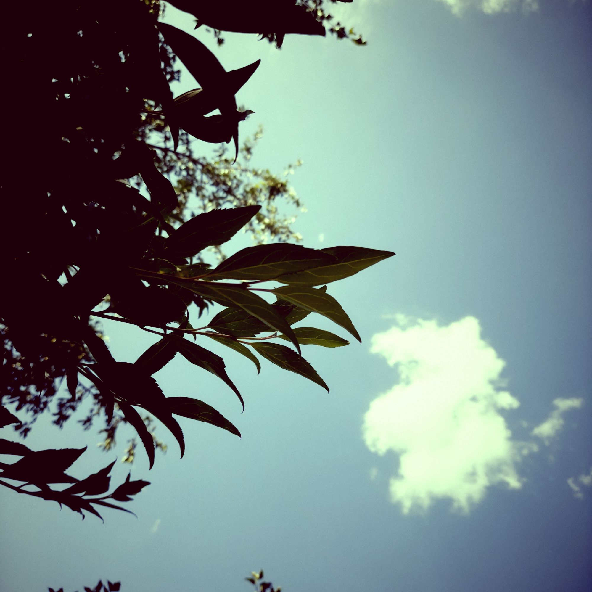 Weiße Wolke vor stillem Himmel. Forsythienblätter.