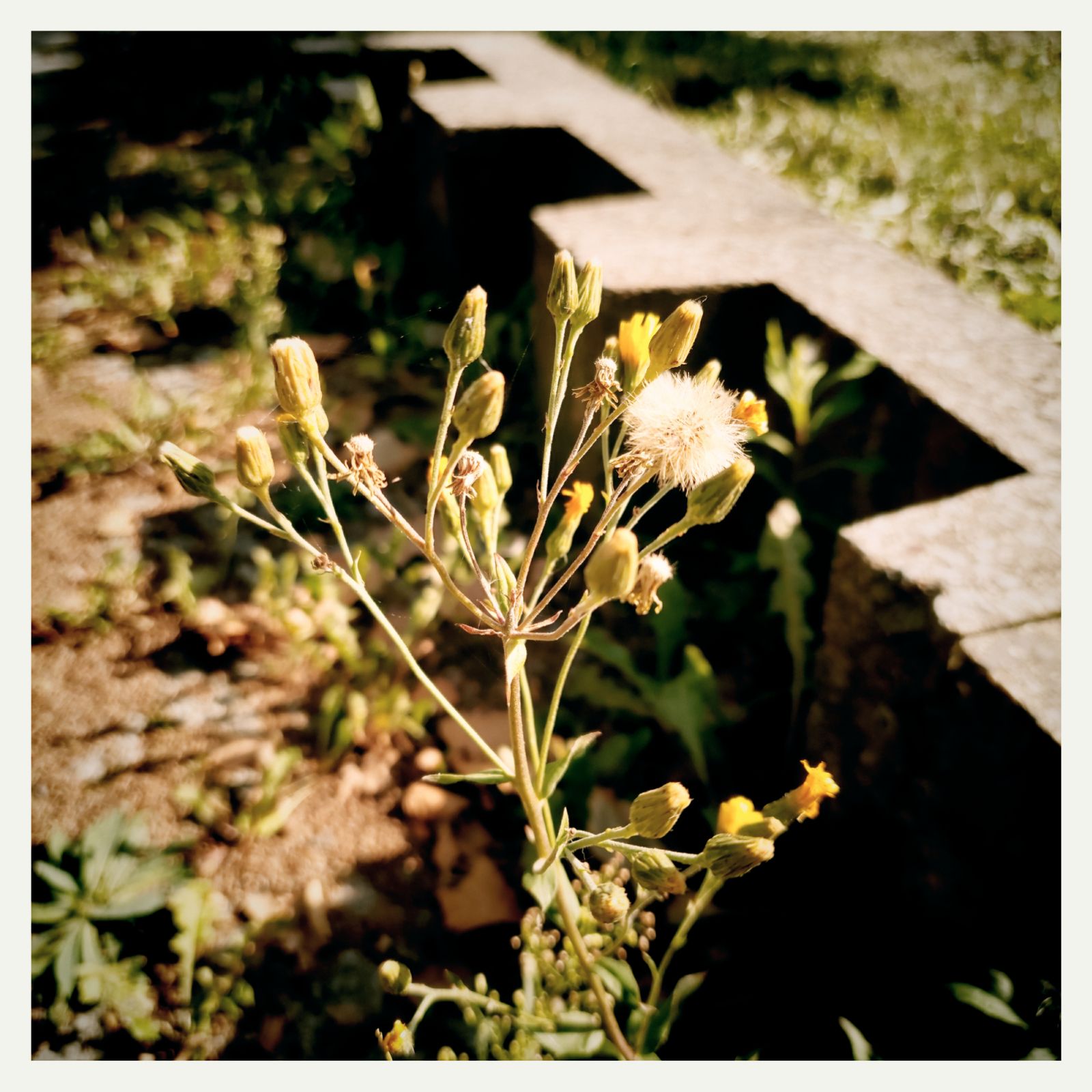 Roadside plants of unknown kind in front of a low concrete wall.