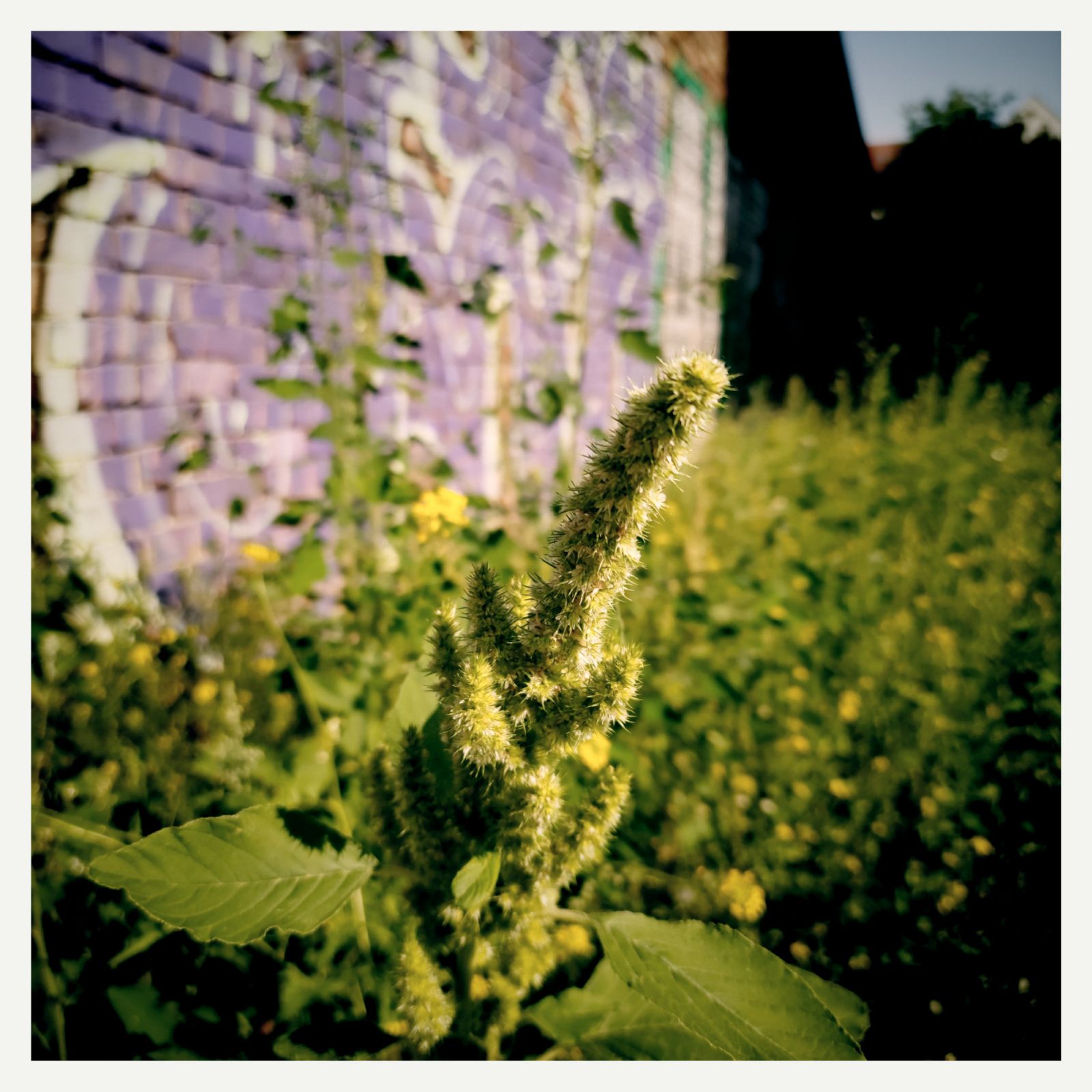 A very distinct green, brushy blossom of a wild city meadow in front of a high wall decorated with graffiti in purple and blue.