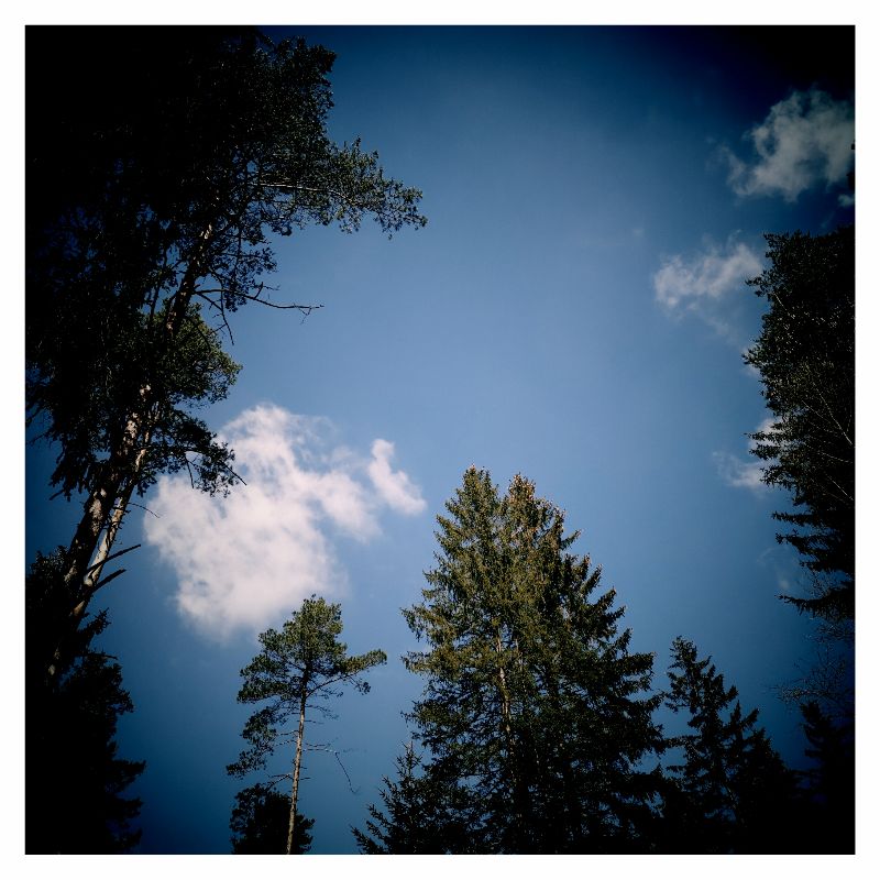 A blue spring sky in the gap between evergreen trees. Some white clouds floating by.