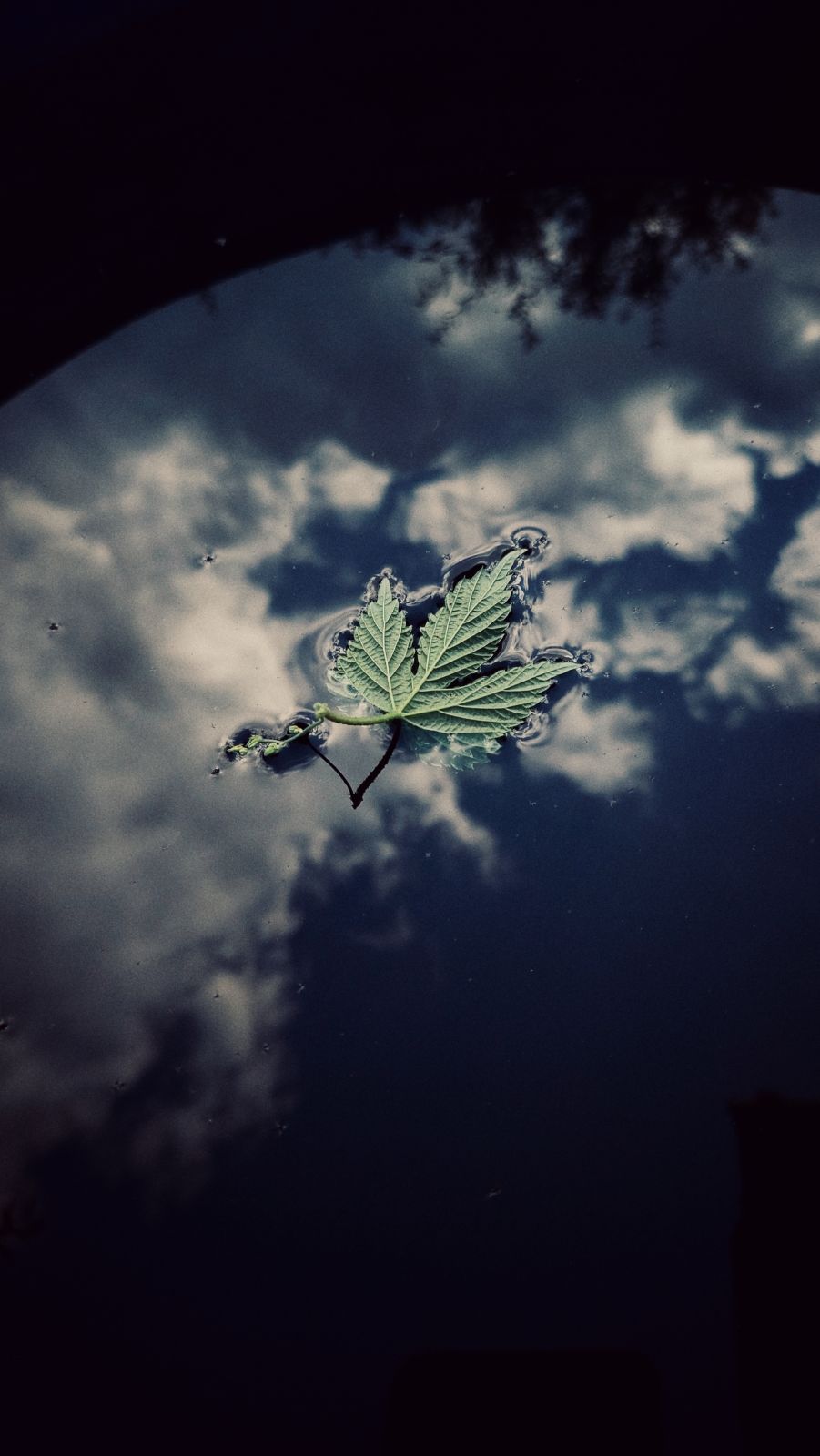 A leaf of raspberry floating on water. Reflections of clouds and sky above.