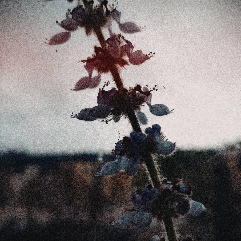 A bunch of blossoms on an undefined plant on my windowsill. City houses in the back, slightly blurred. Grainy by effect.