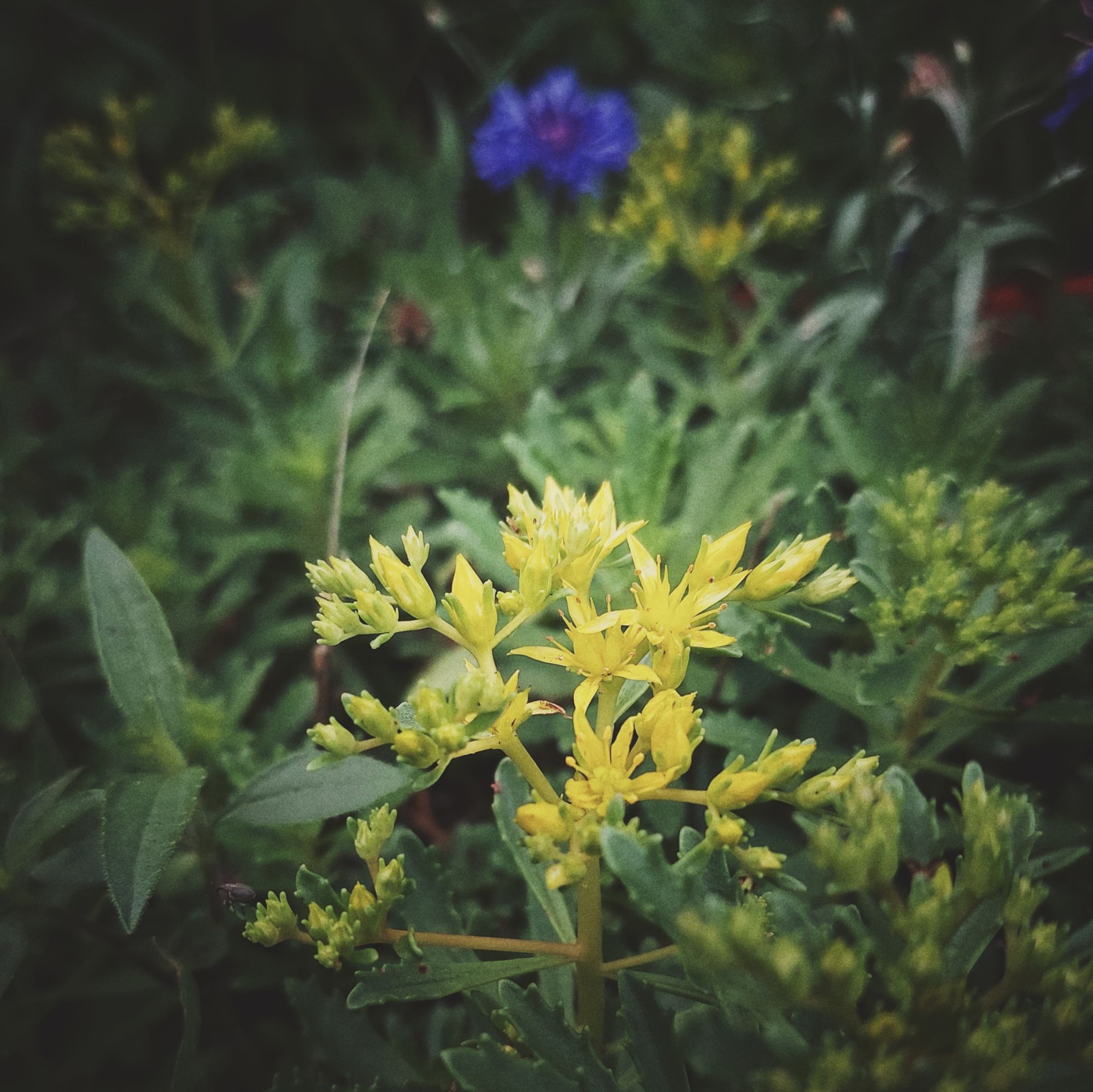 Niedrige Gewächse mit gelben und blauen Blüten. 