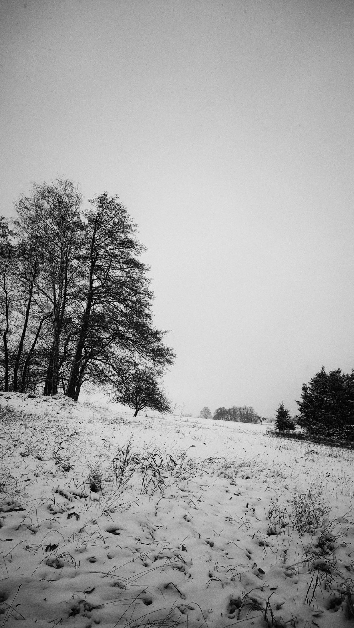 Monochrome countryside, snow-covered meadows, dark trees.