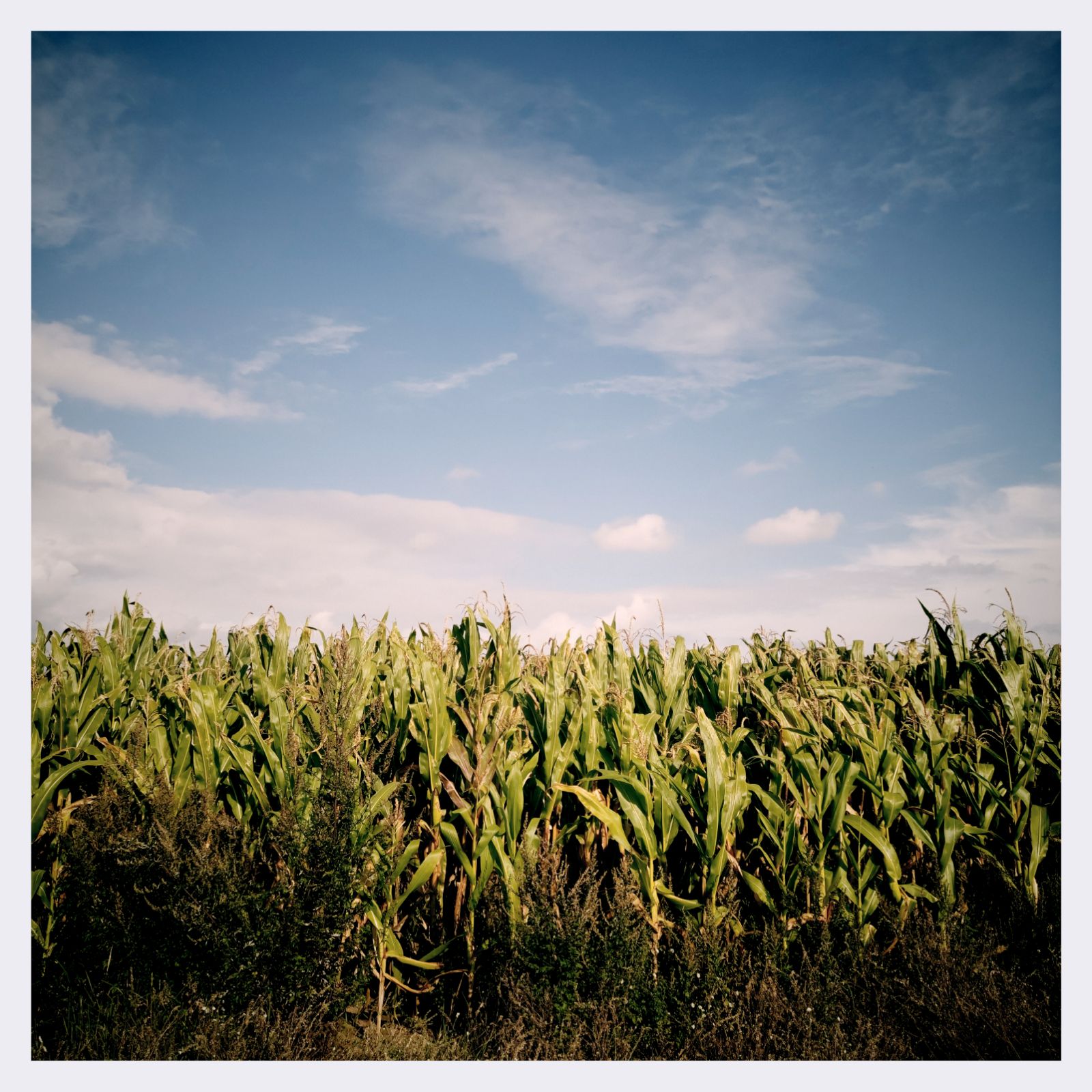 A corn field in late summer sun.