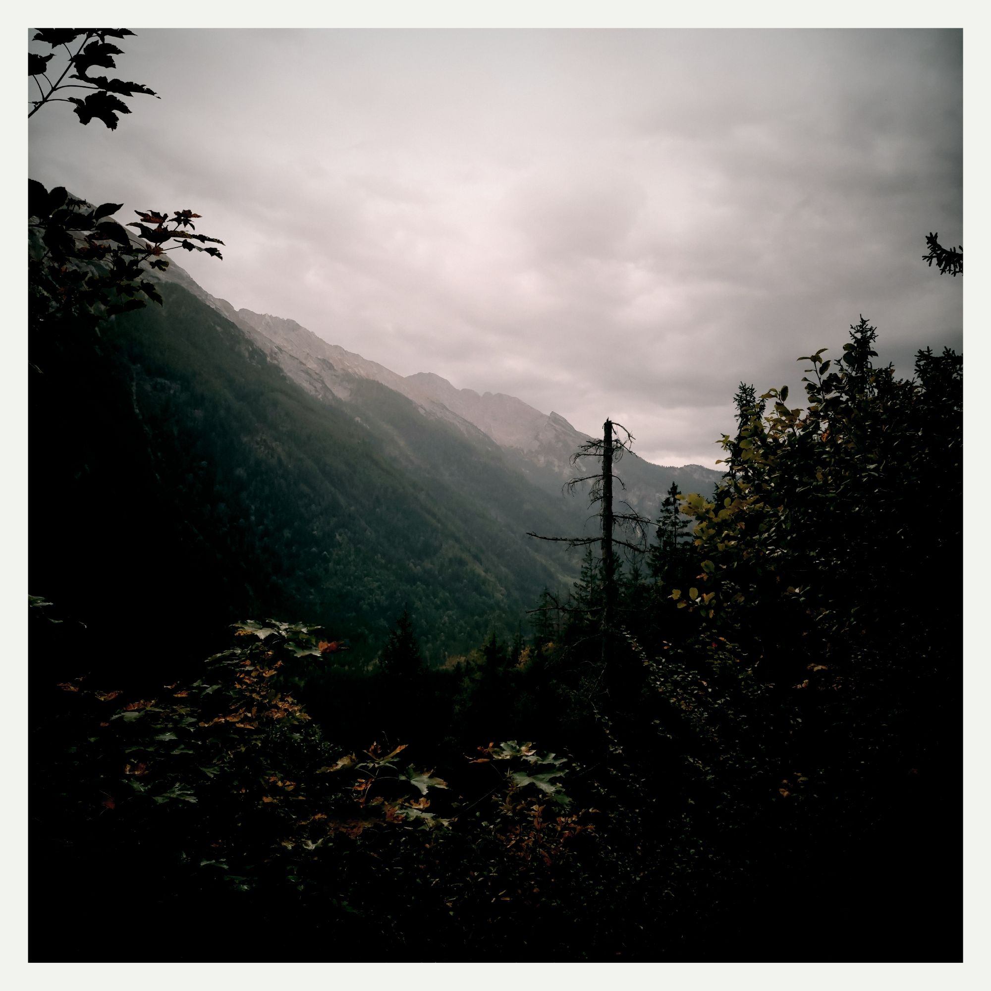 Western part of Hochkalter behind old trees.