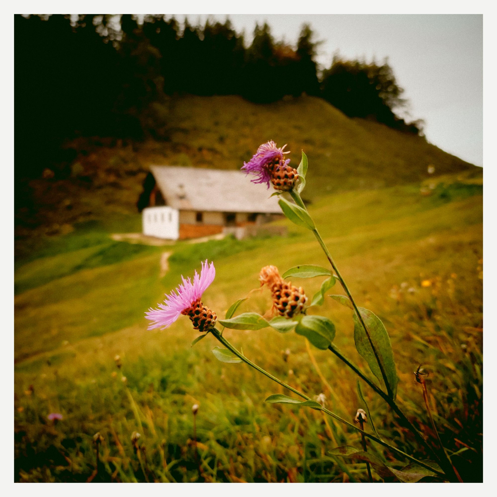 Thistle in front of Halsalm cottage