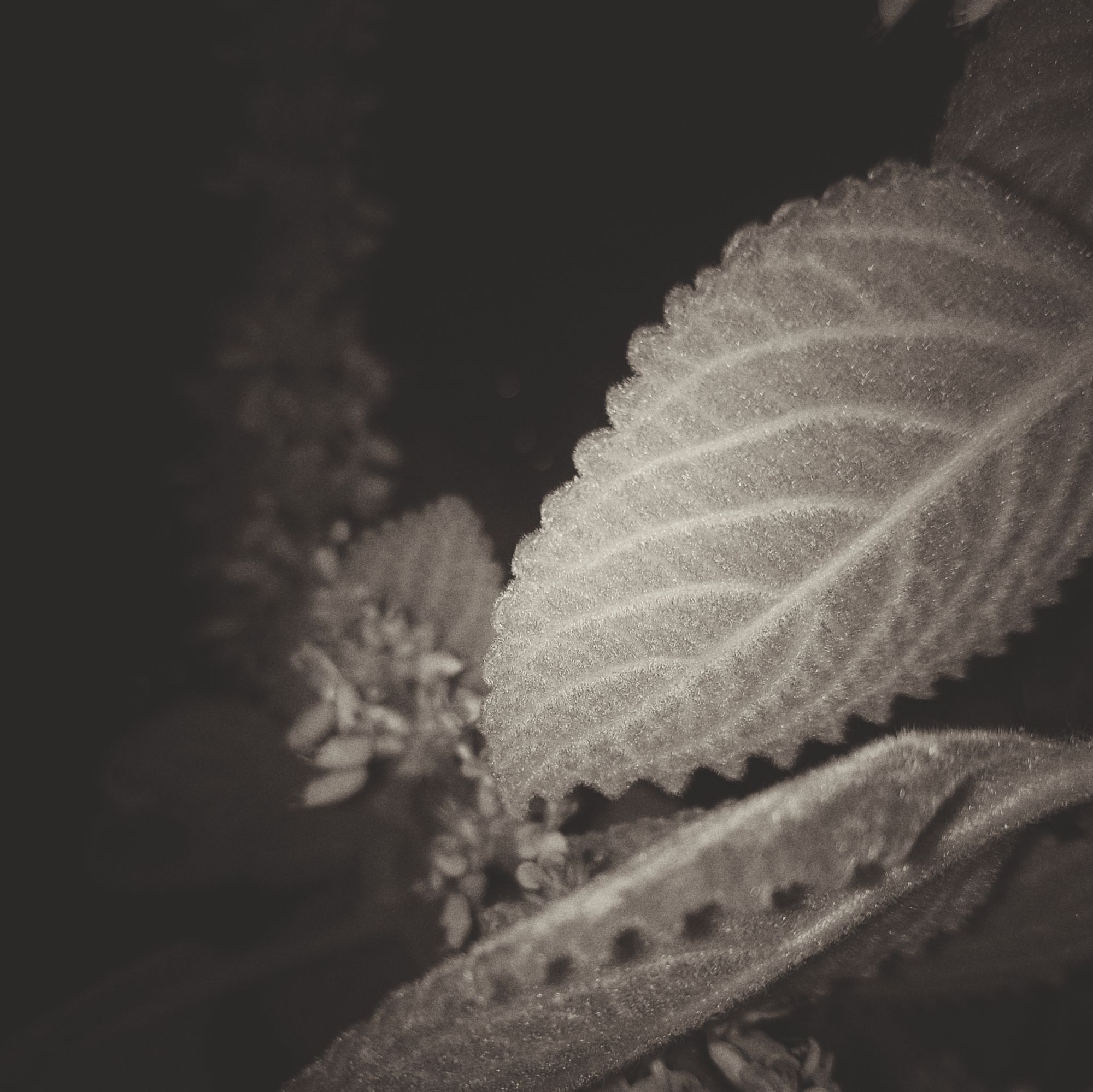 A plant on a windowsill, closeup with flashlight from below.