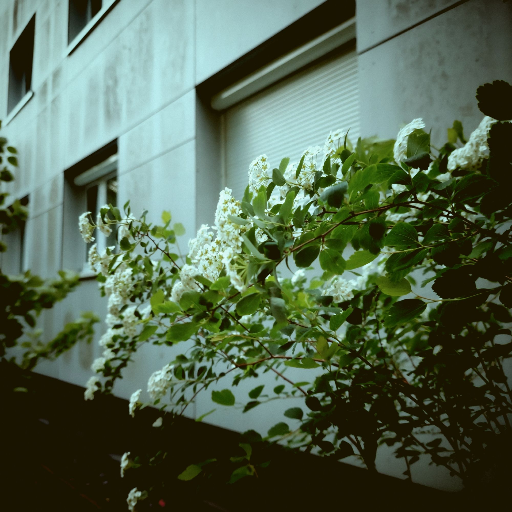 White blossoms in front of a grey facade. A closed window.