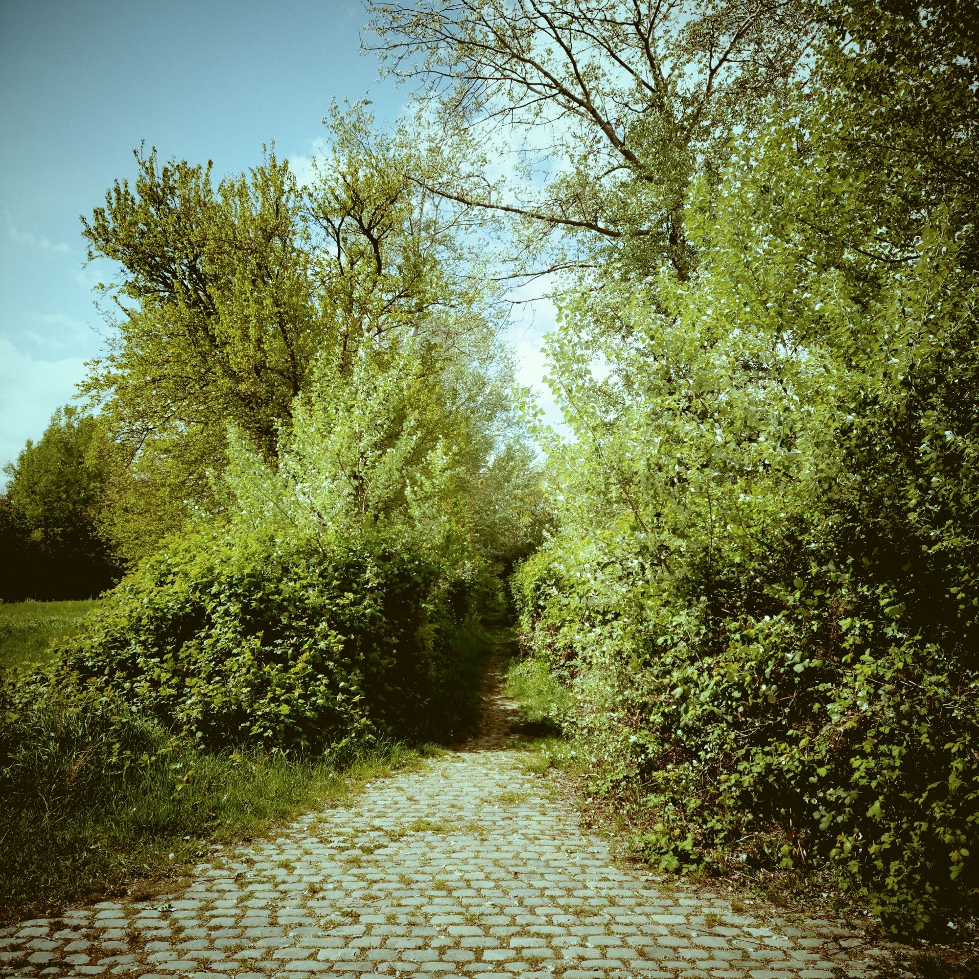 A way made of small stones disappearing between trees and bushes.